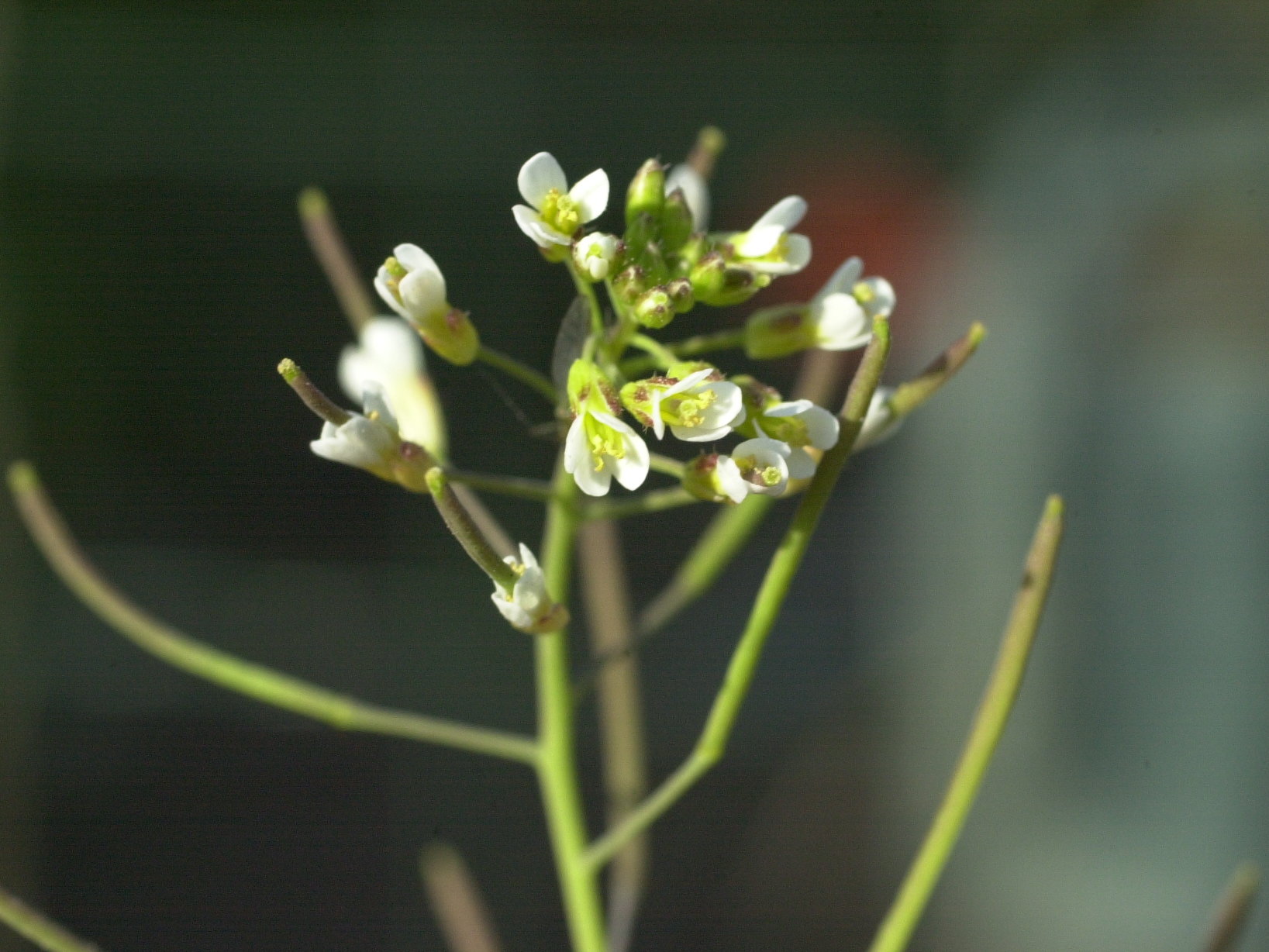 Afficher le média arabidopsis_thaliana3md arabidopsis_thaliana3md