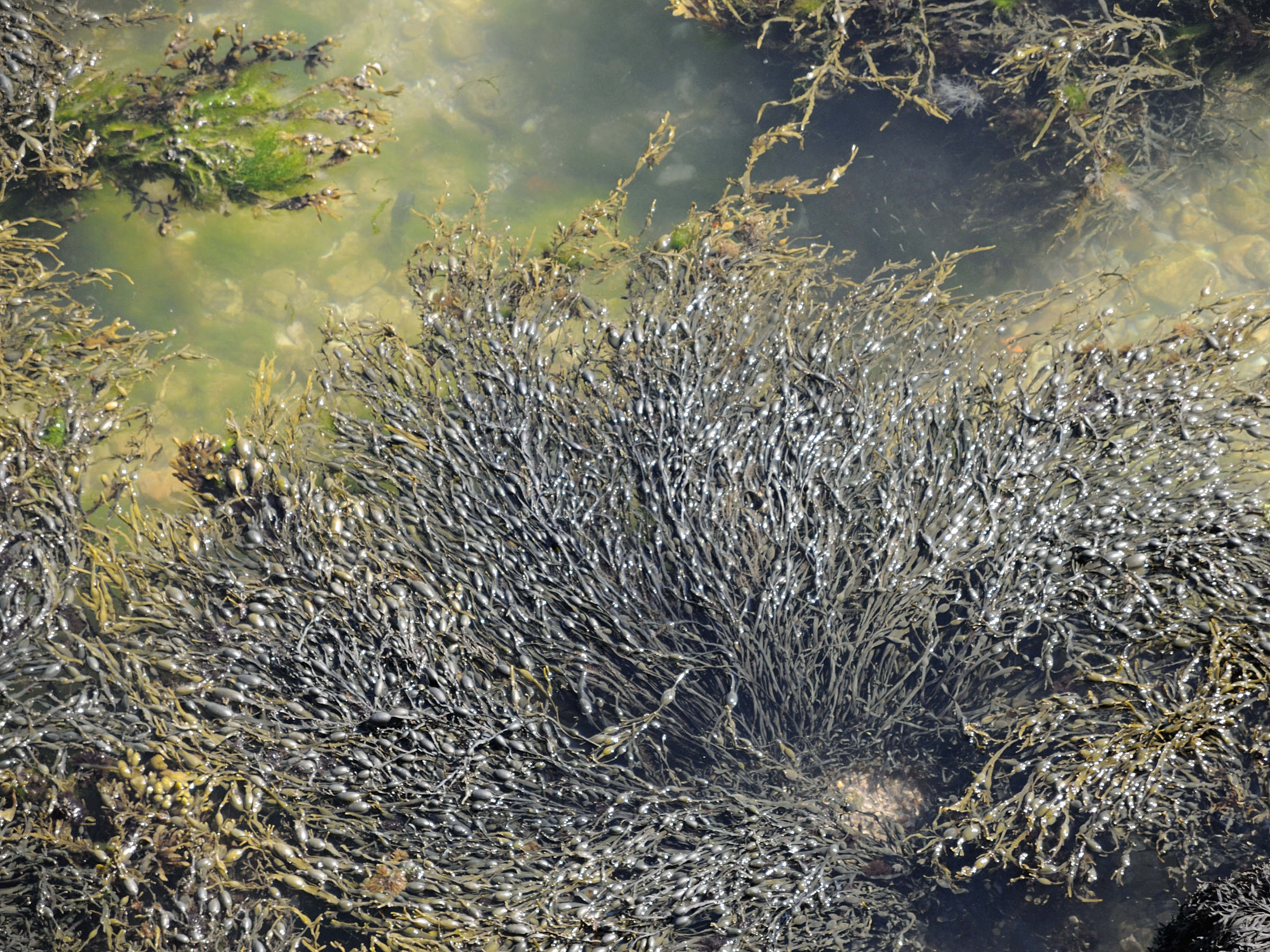 Afficher le média ascophyllum_nodosum4md ascophyllum_nodosum4md