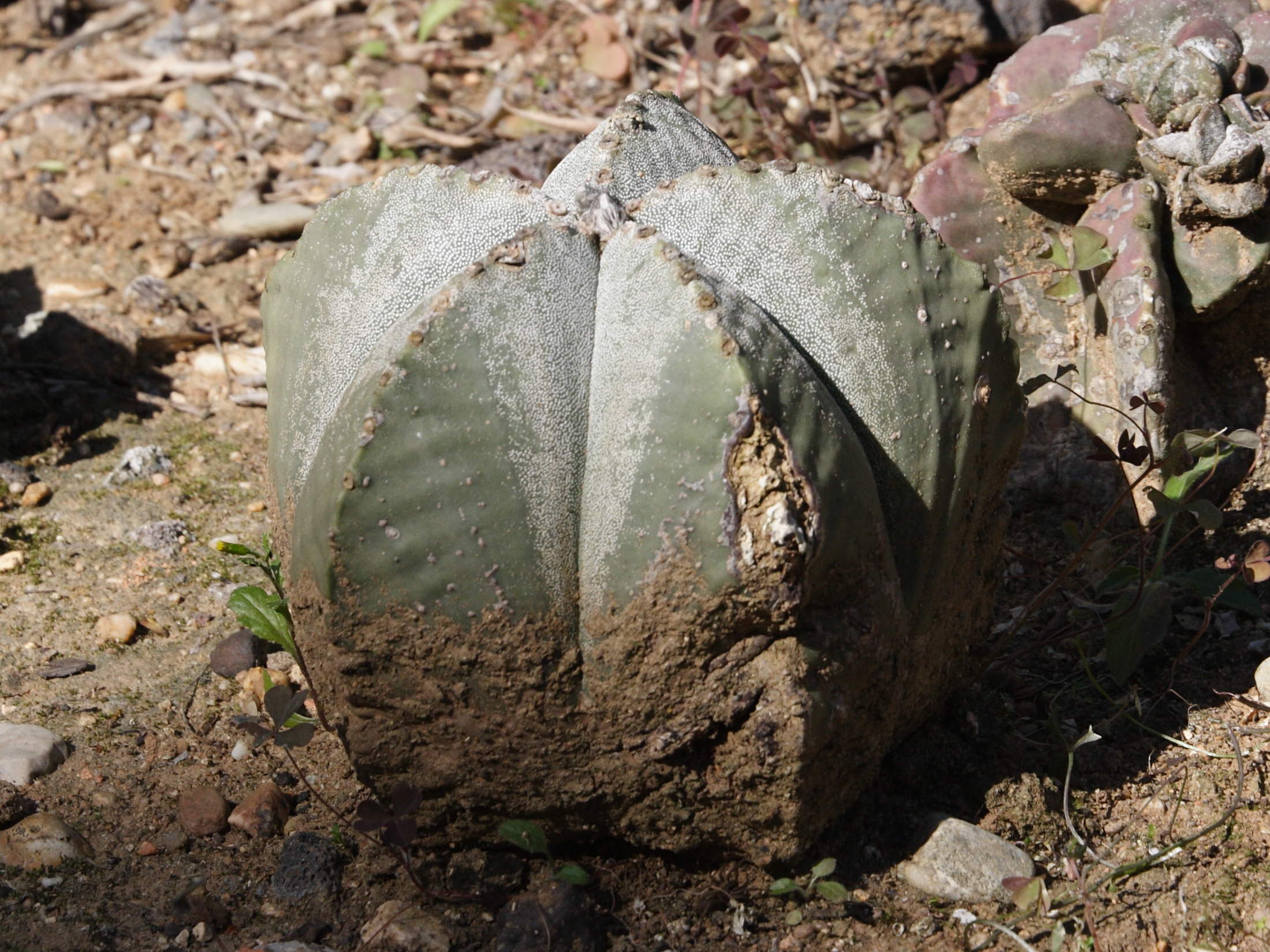 astrophytum_myriostigma3md