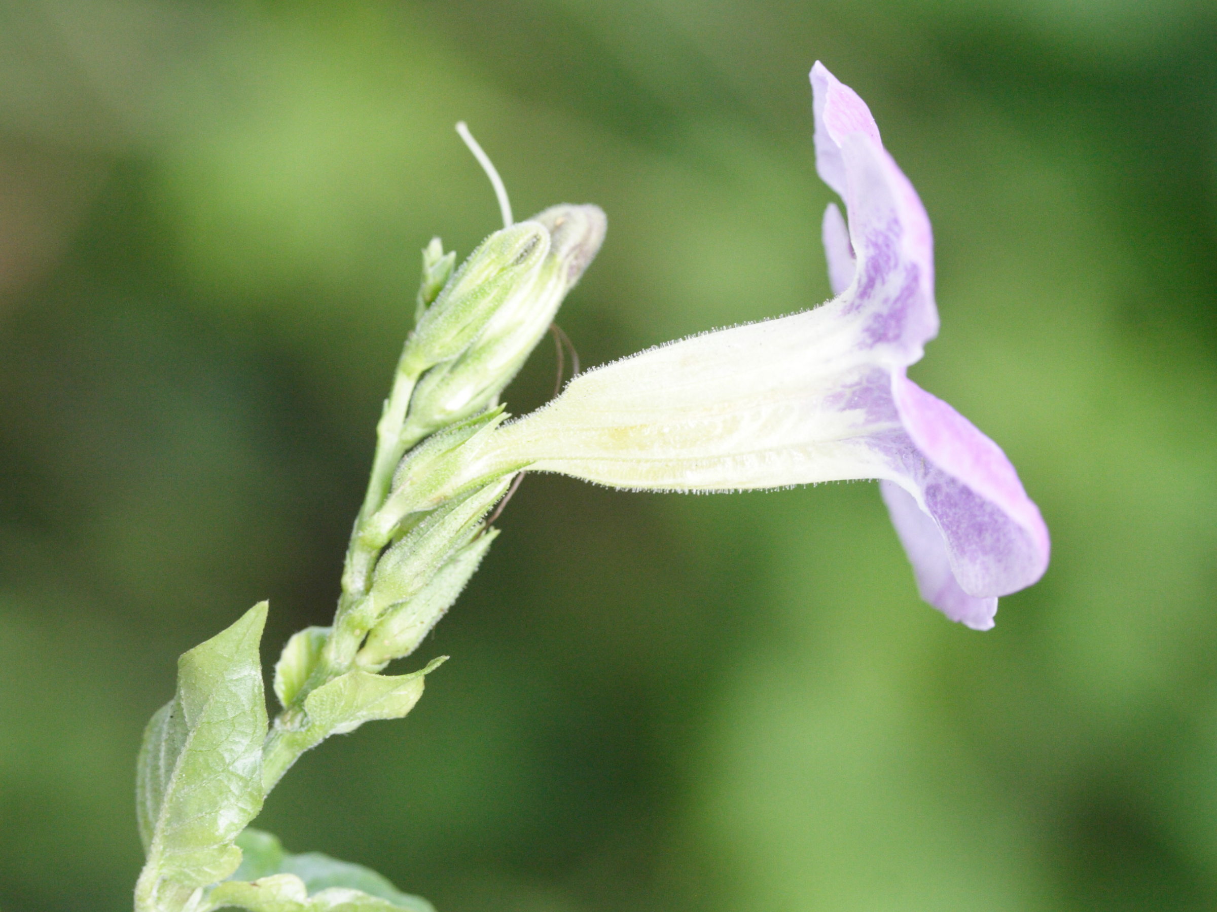 Asystasia_gangetica ssp. gangetica