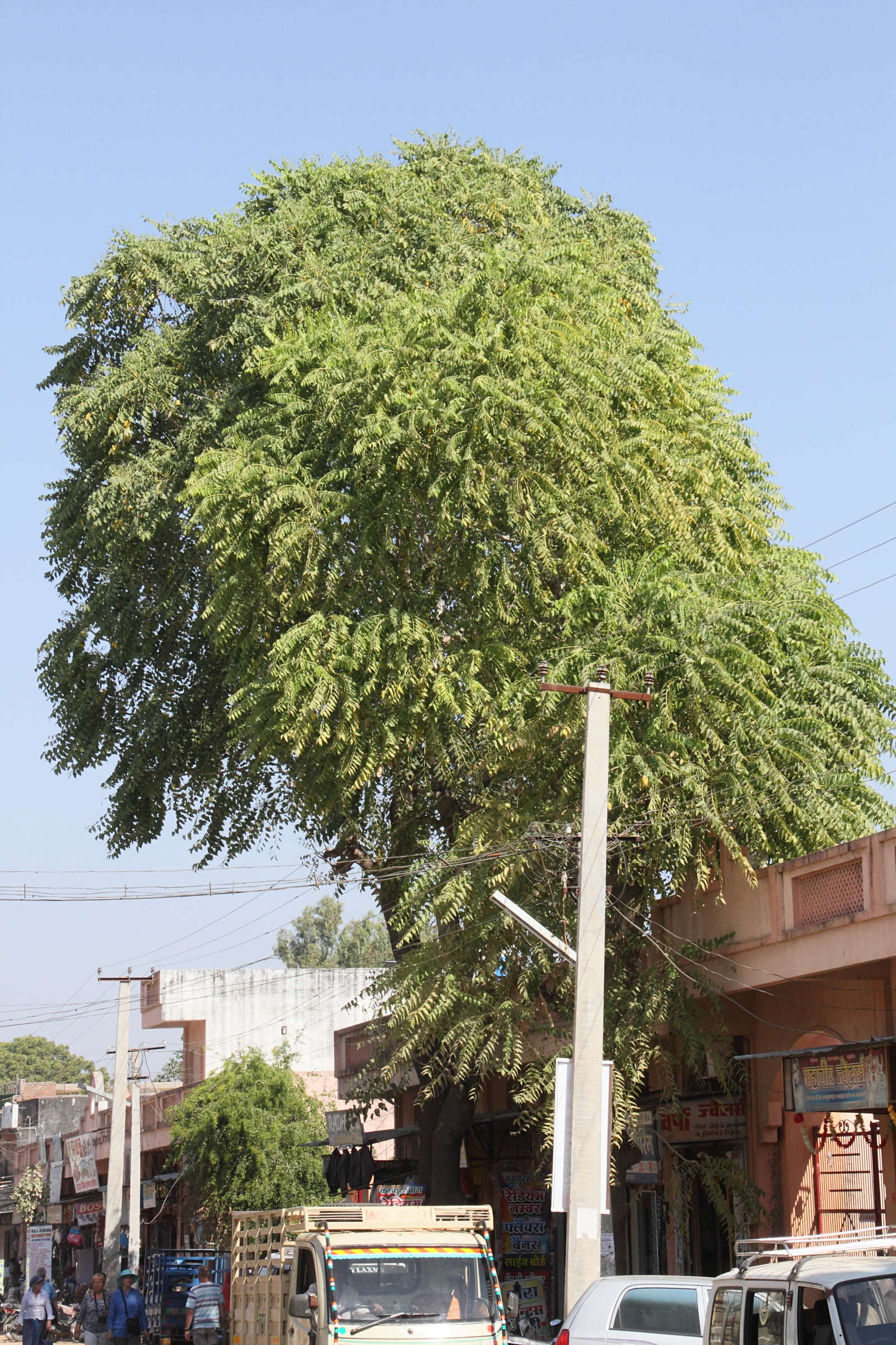 Afficher le média azadirachta_indica7md azadirachta_indica7md