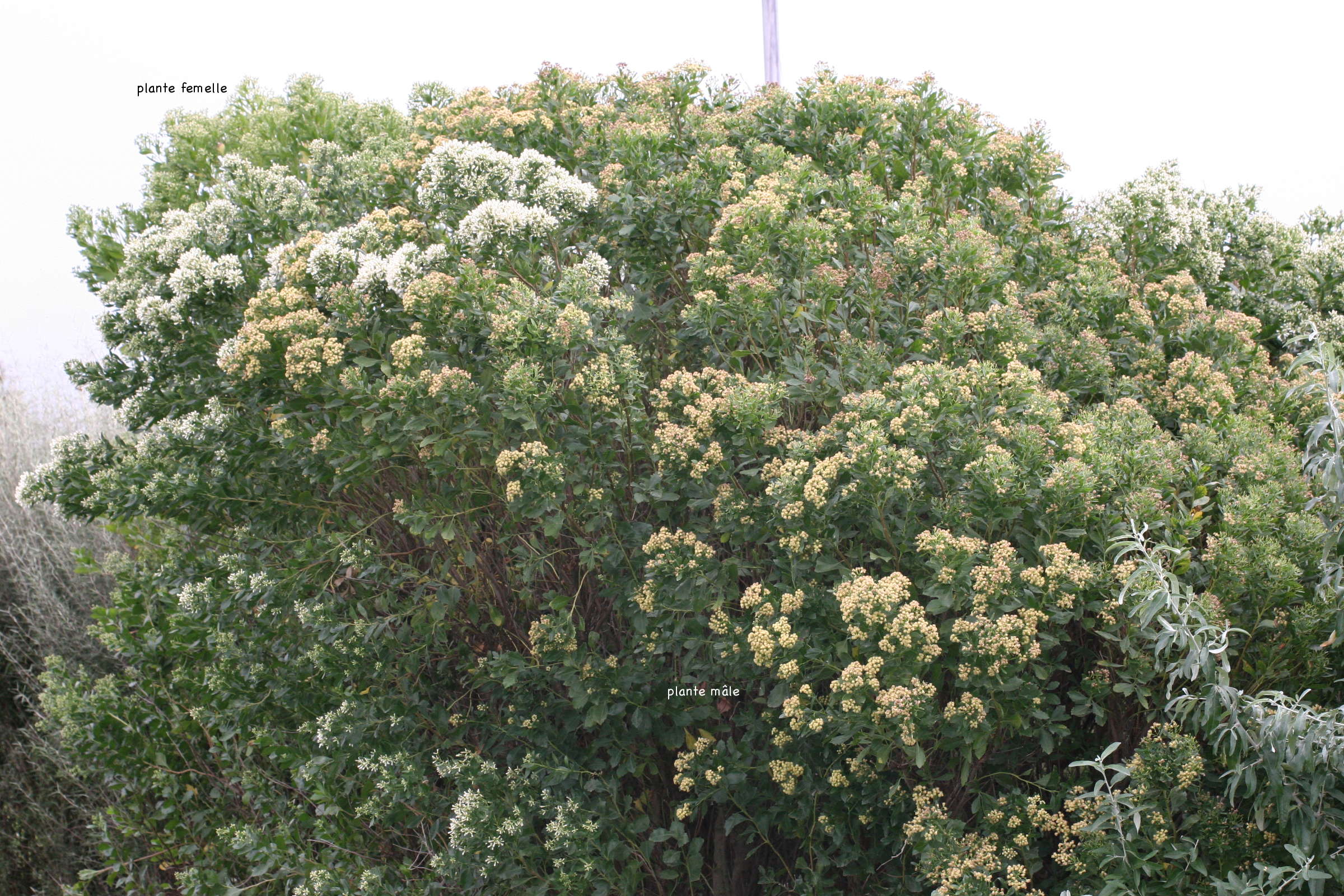 baccharis_halimifolia4md