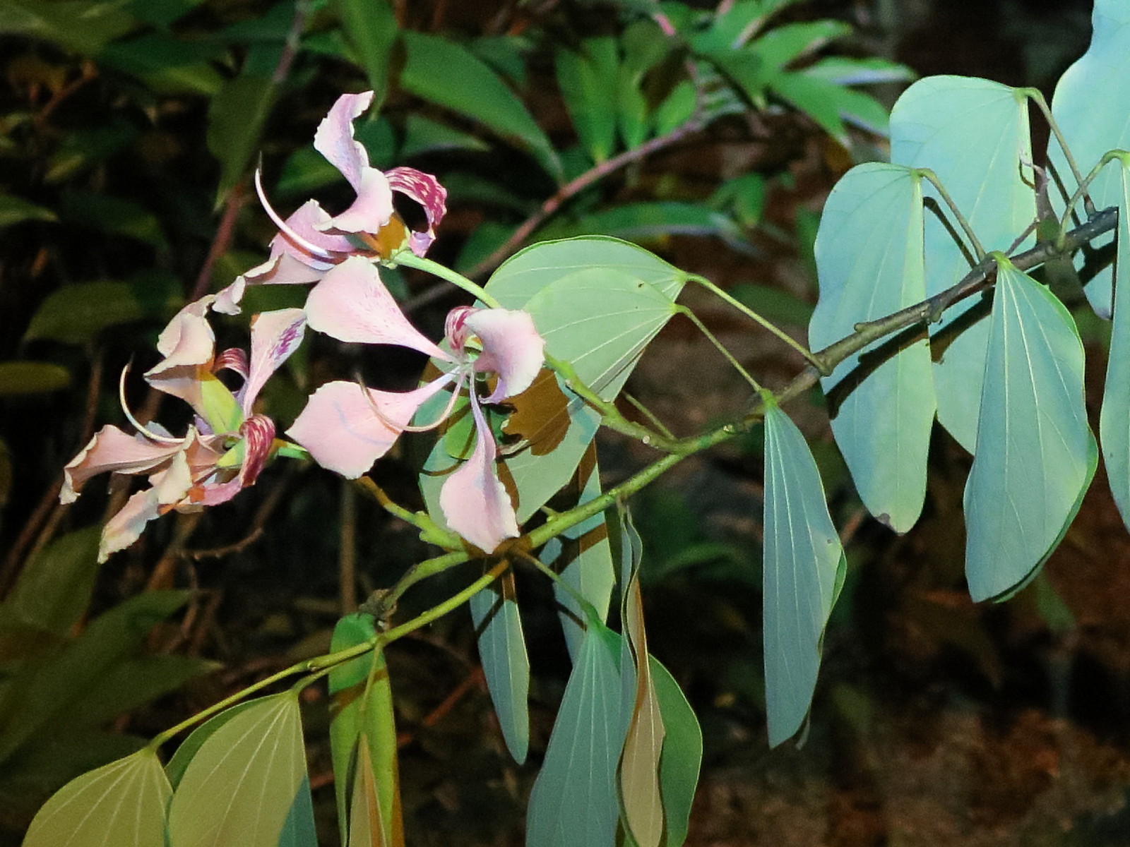 bauhinia_monandra7md