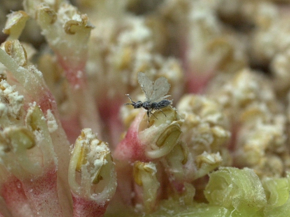 blastophaga_psenes2md