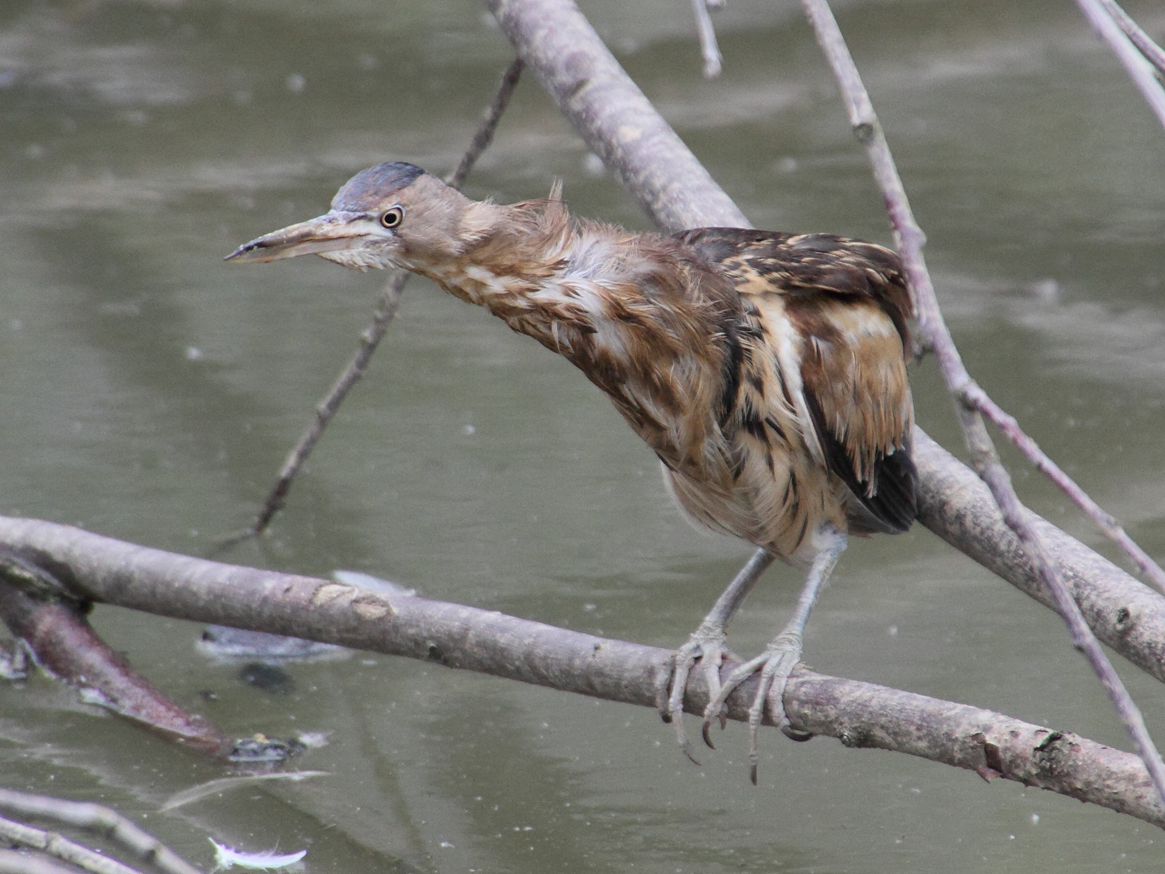 blongios_nain_-_ixobrychus_minutus3md