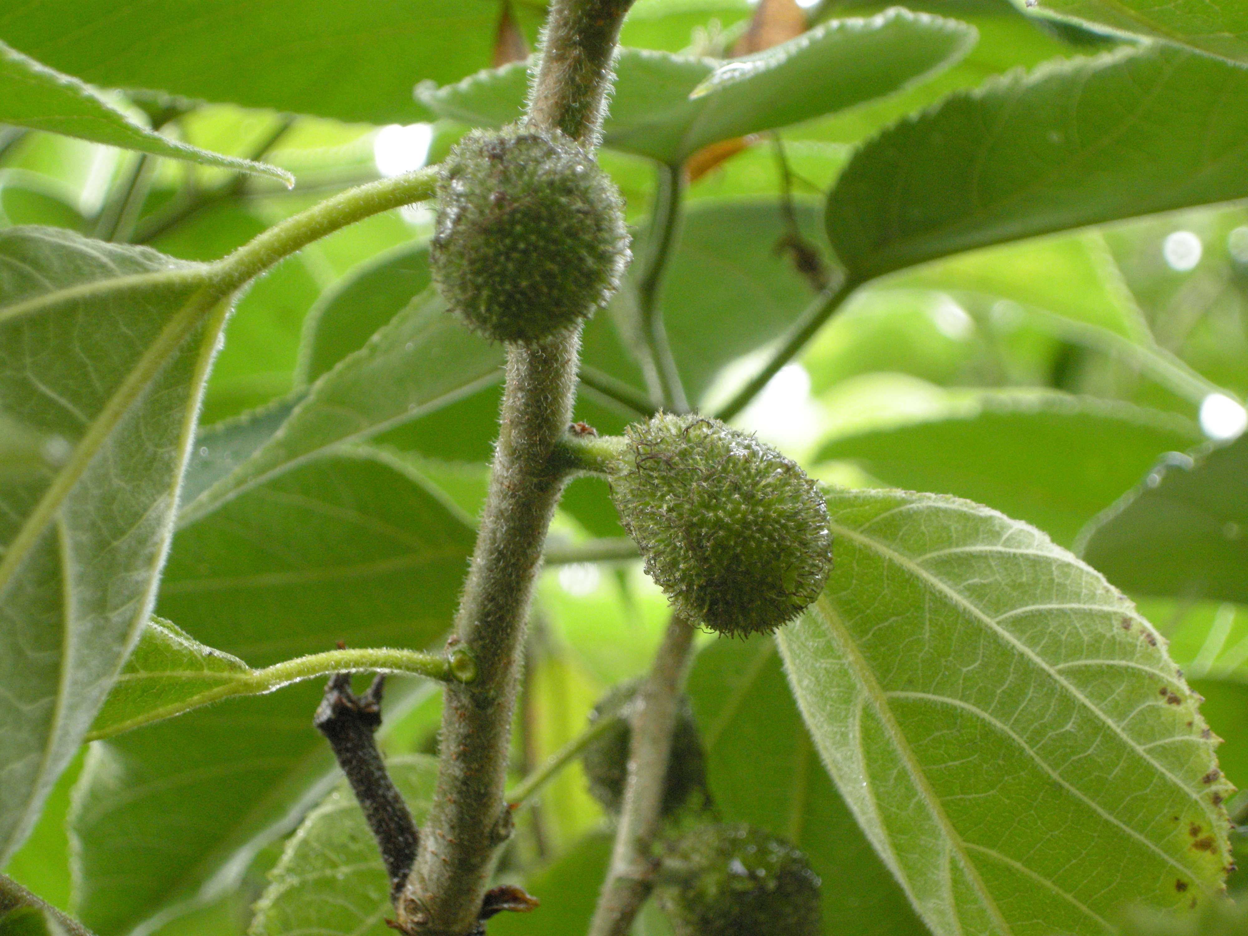 broussonetia_papyrifera3md