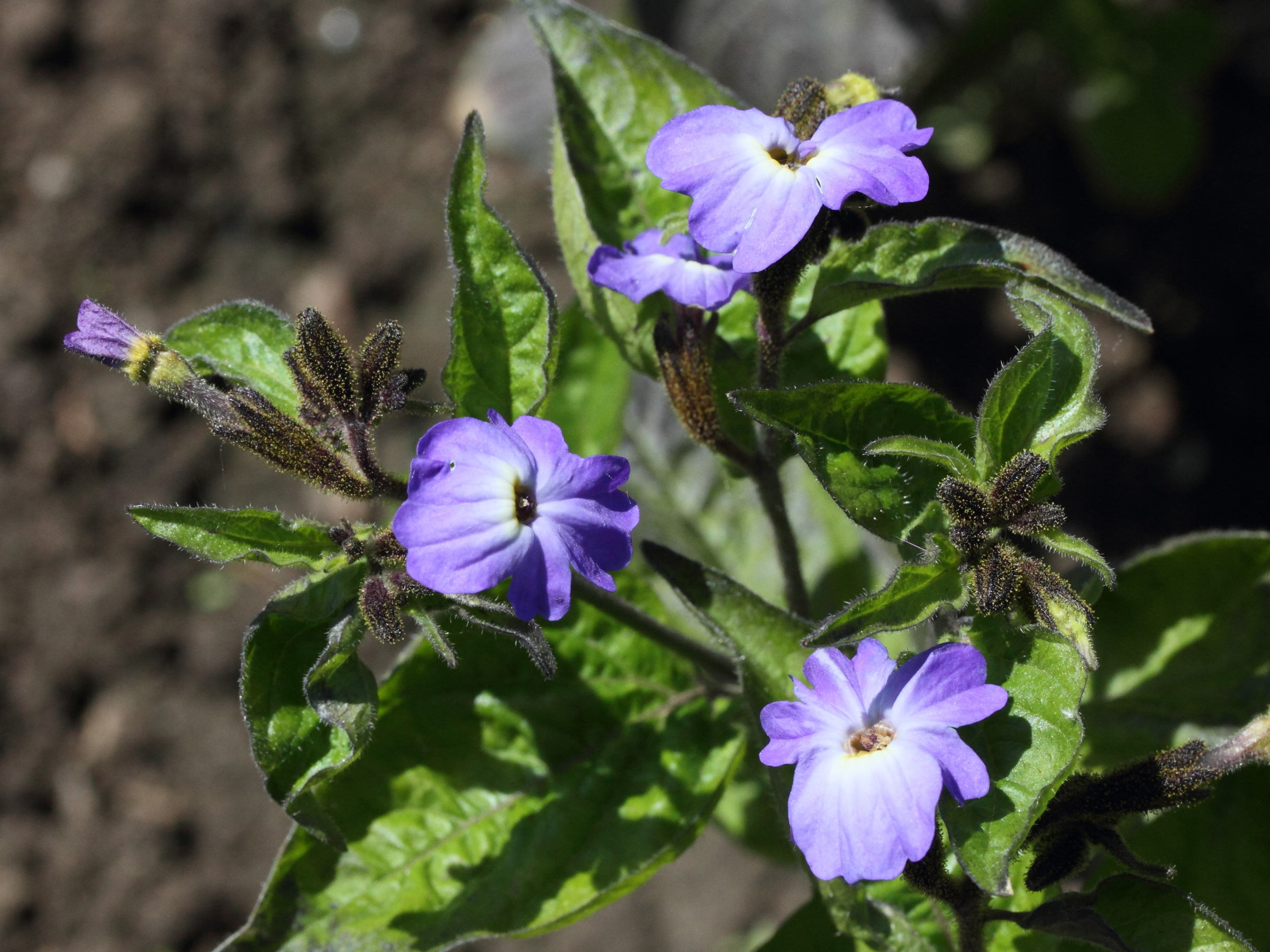 browallia_americana2md