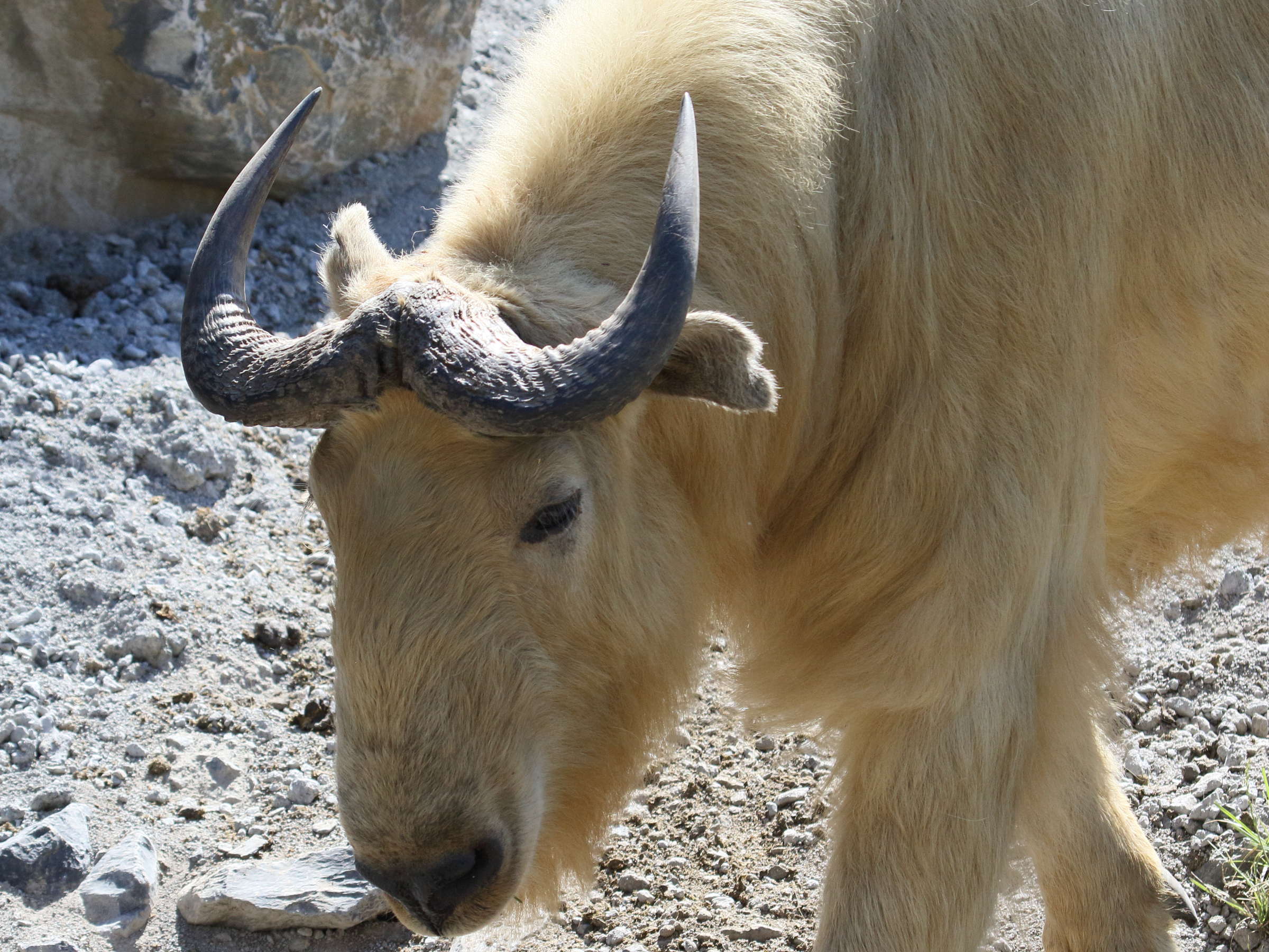 budorcas_taxicolor_bedfordi1bd