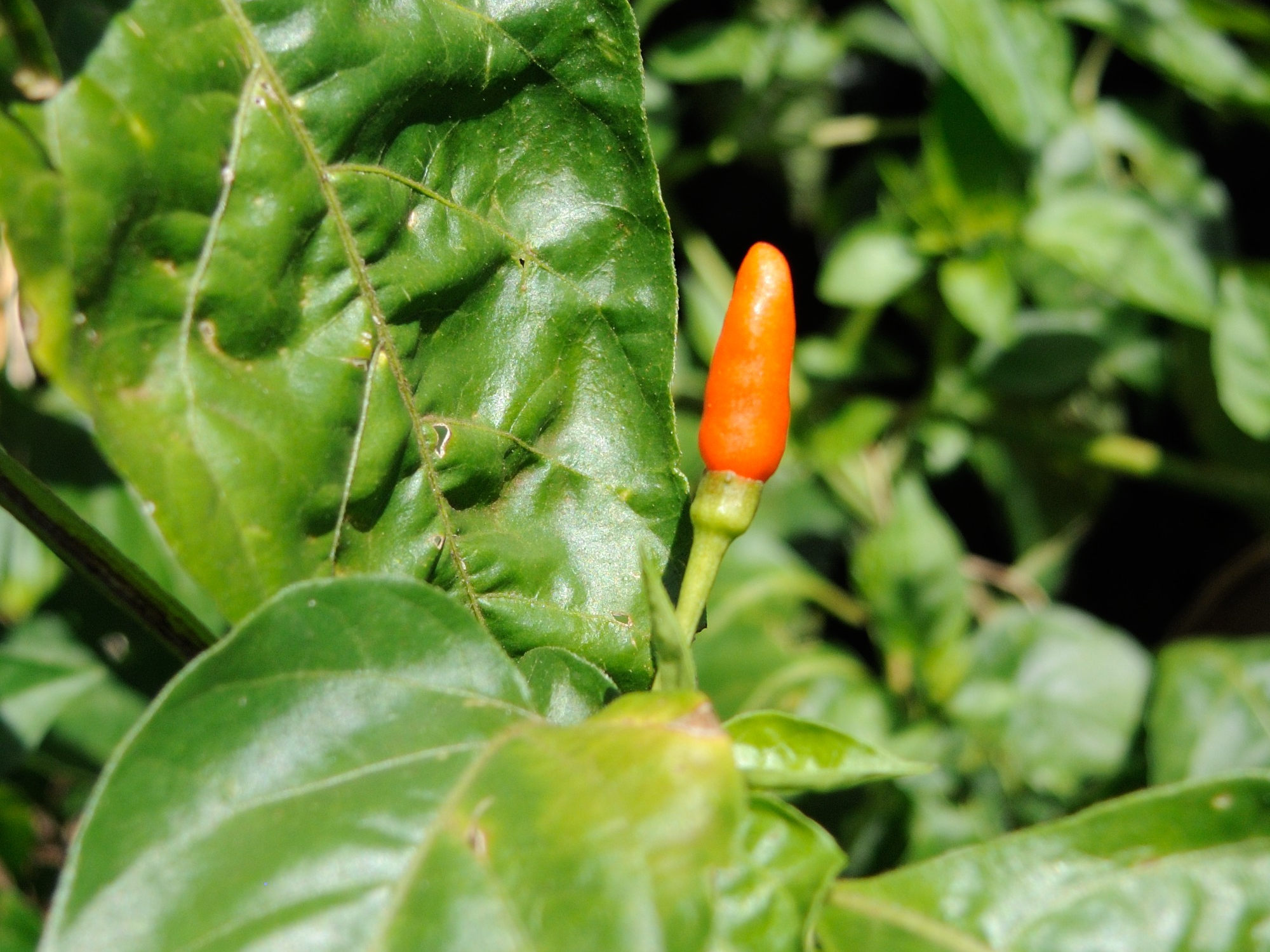 capsicum_frutescens2md