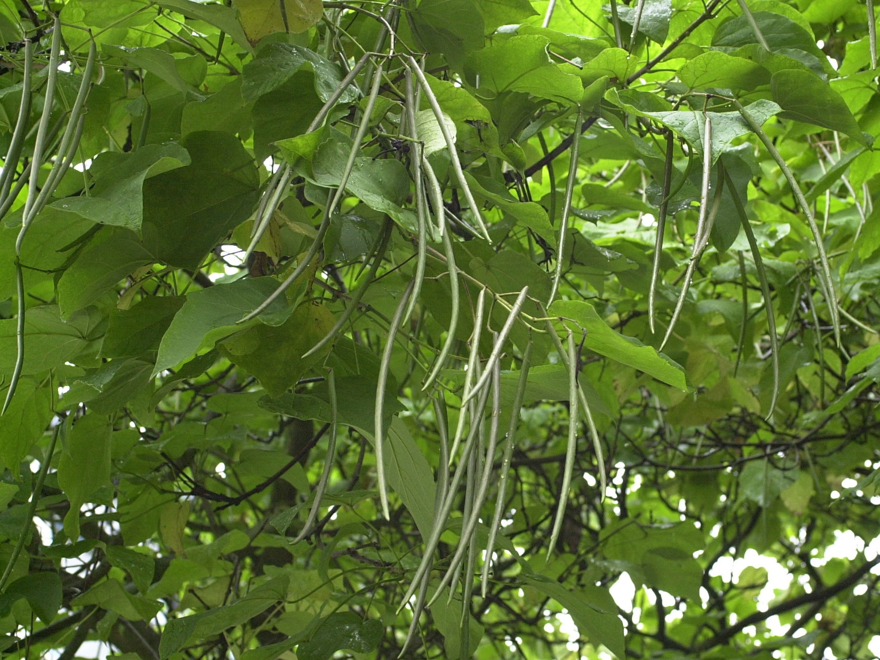 catalpa_bignonioides5md