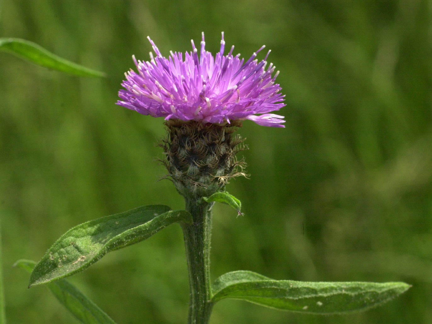 Afficher le média centaurea_jacea_grandiflora3md centaurea_jacea_grandiflora3md