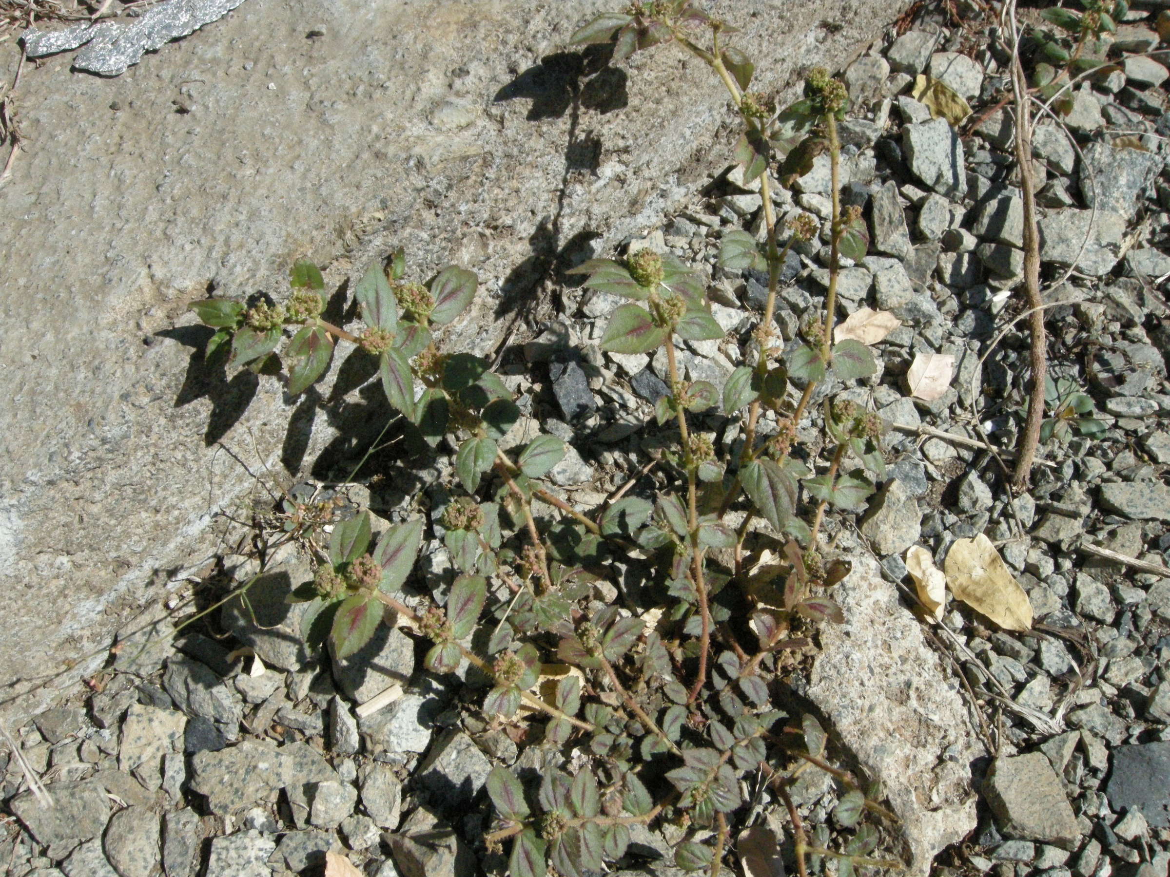 Afficher le média chamaesyce_hirta3md chamaesyce_hirta3md