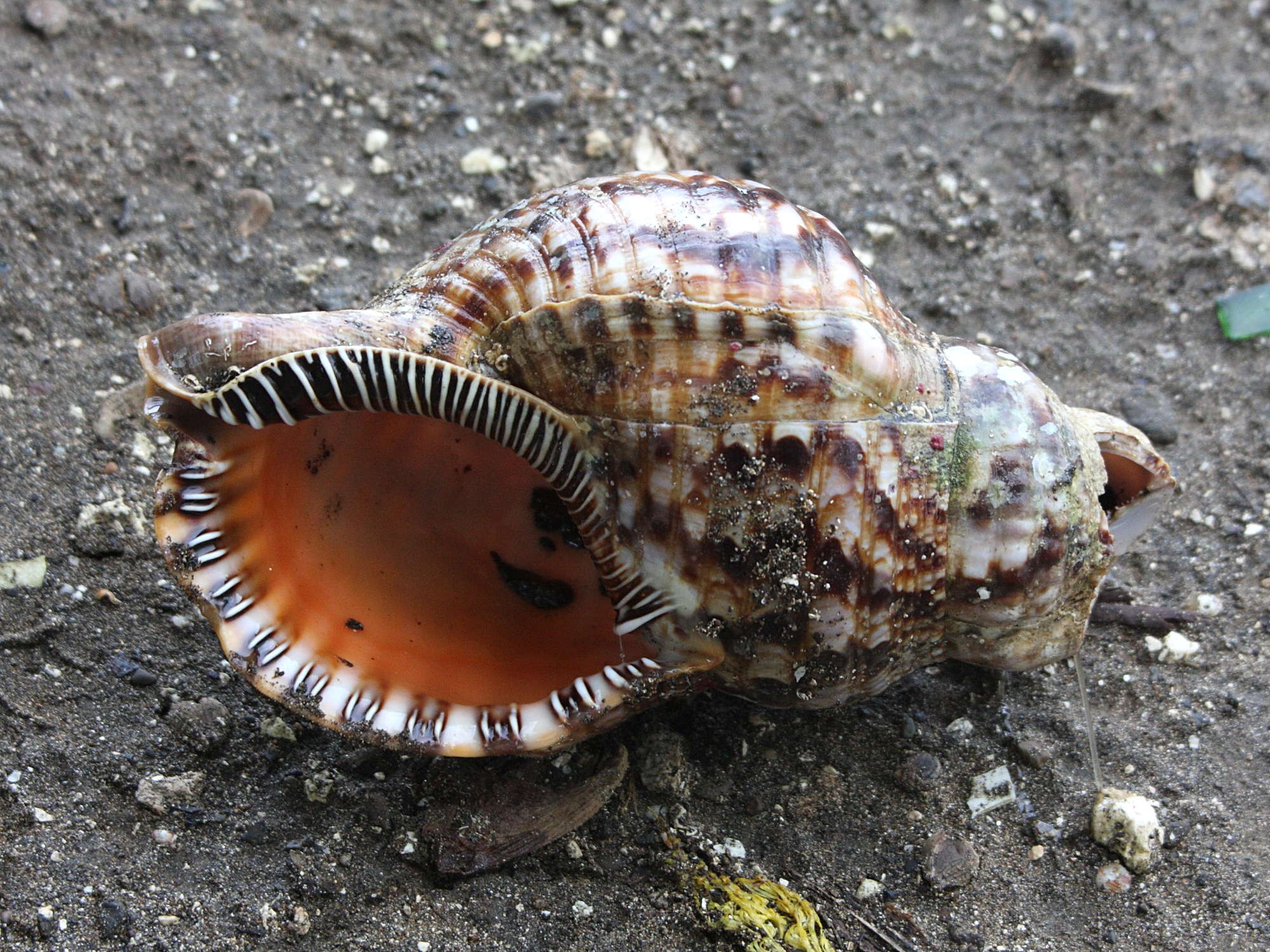 charonia_variegata5md