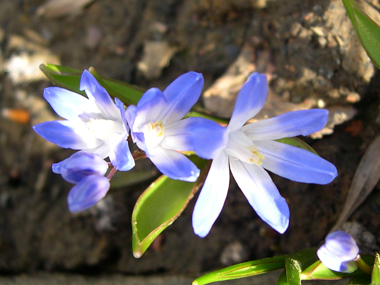 Chionodoxa_forbesii