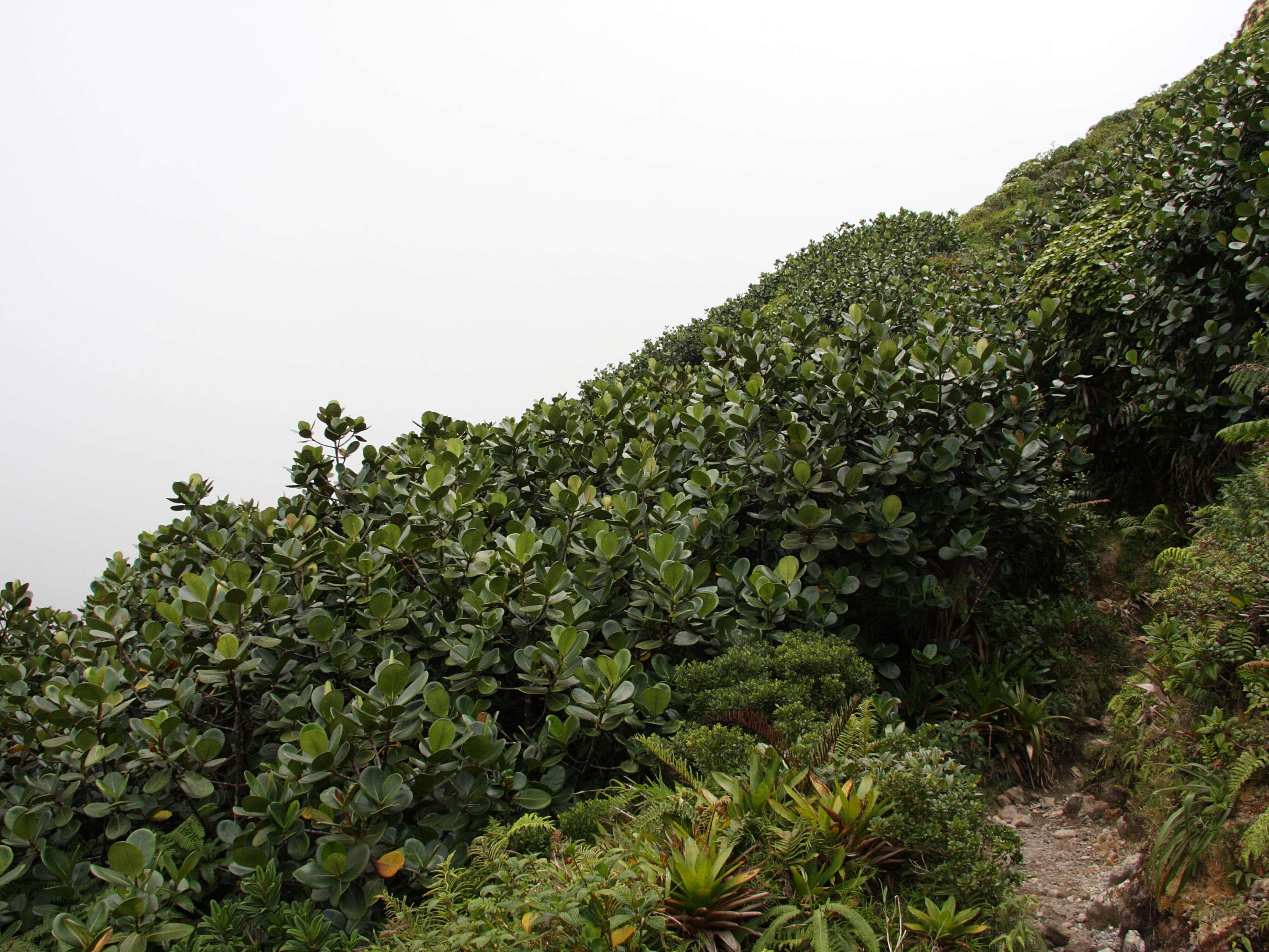 Afficher le média clusia_mangle4md clusia_mangle4md