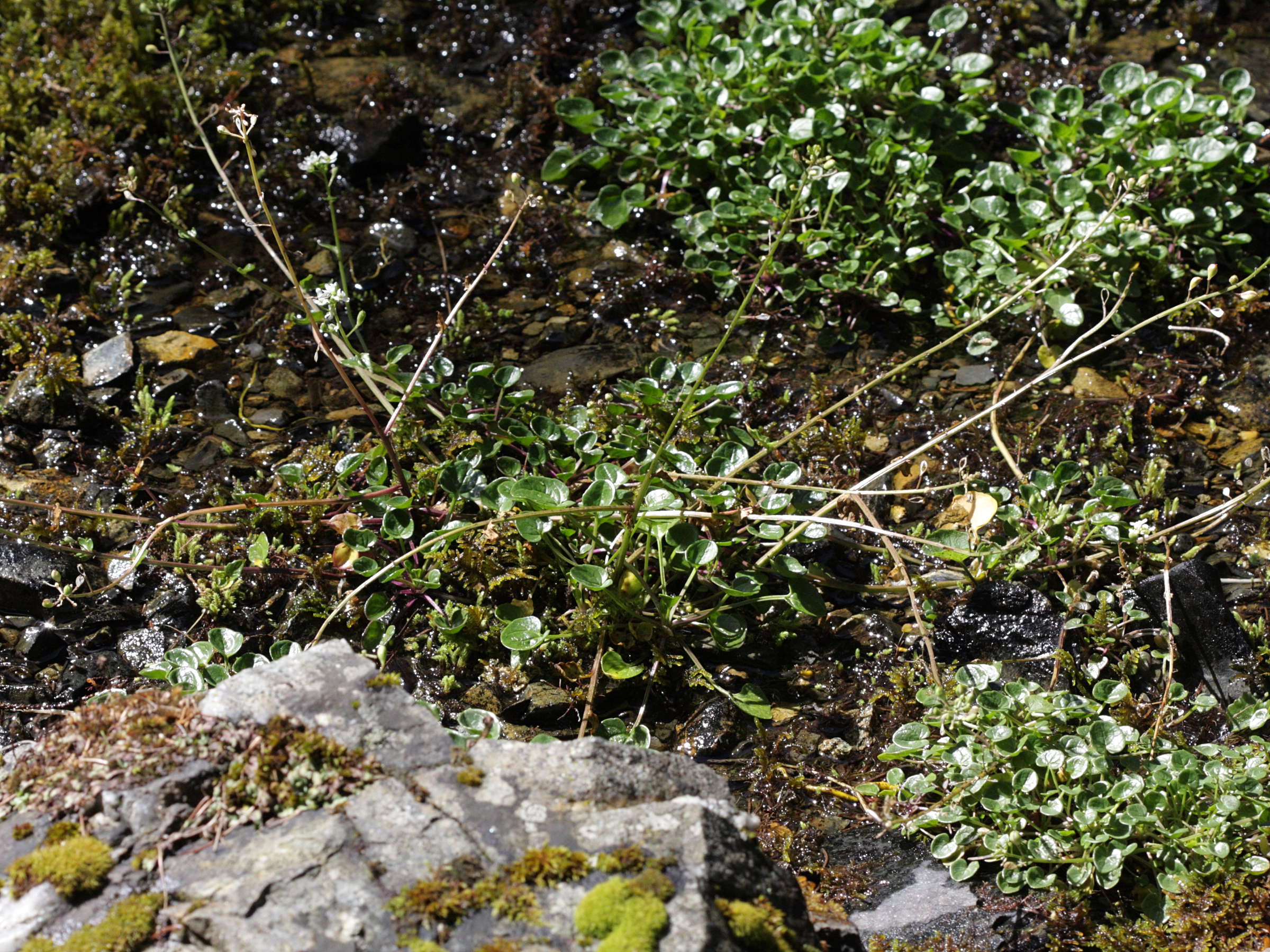 cochlearia_pyrenaica1bd