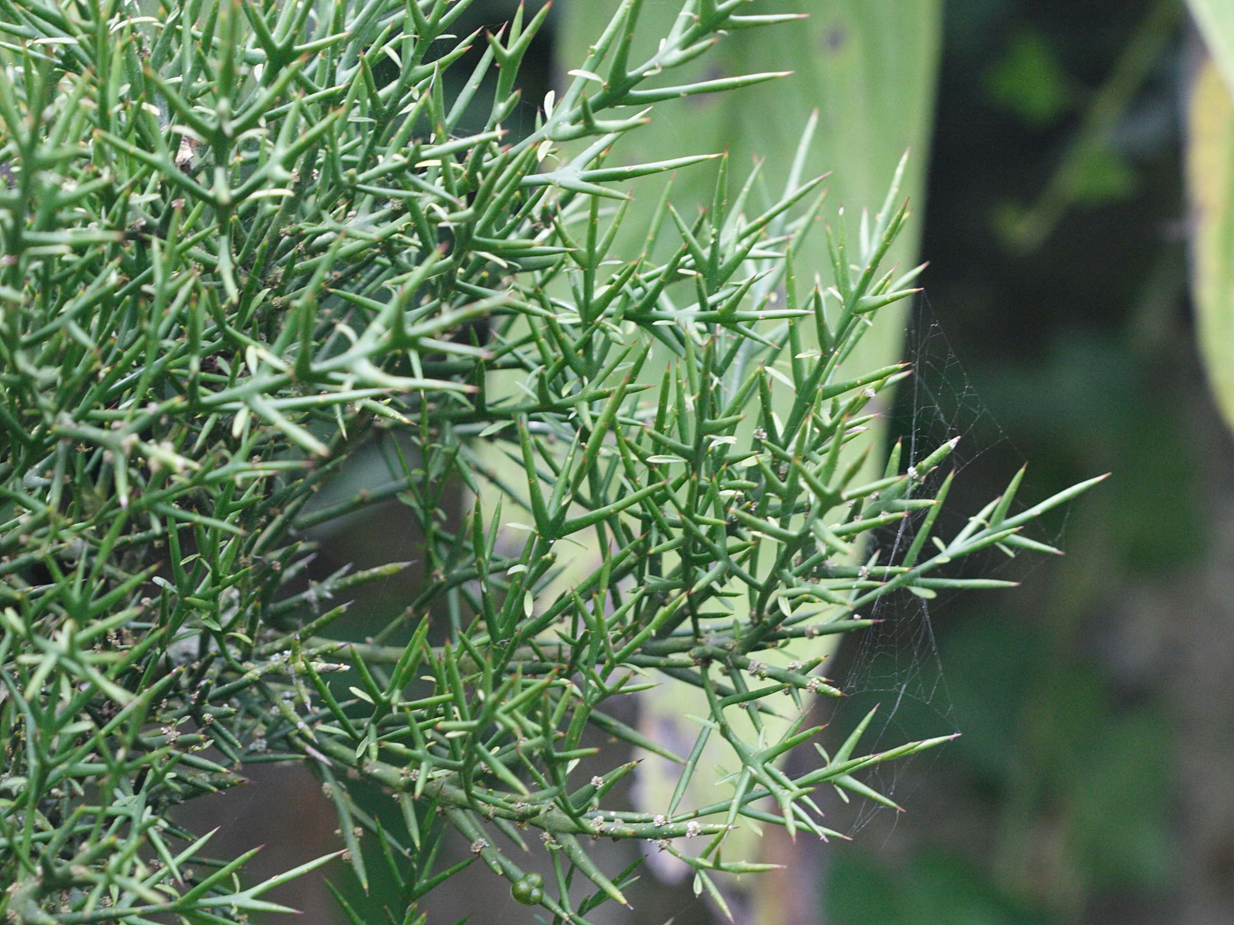 Colletia_spinosissima