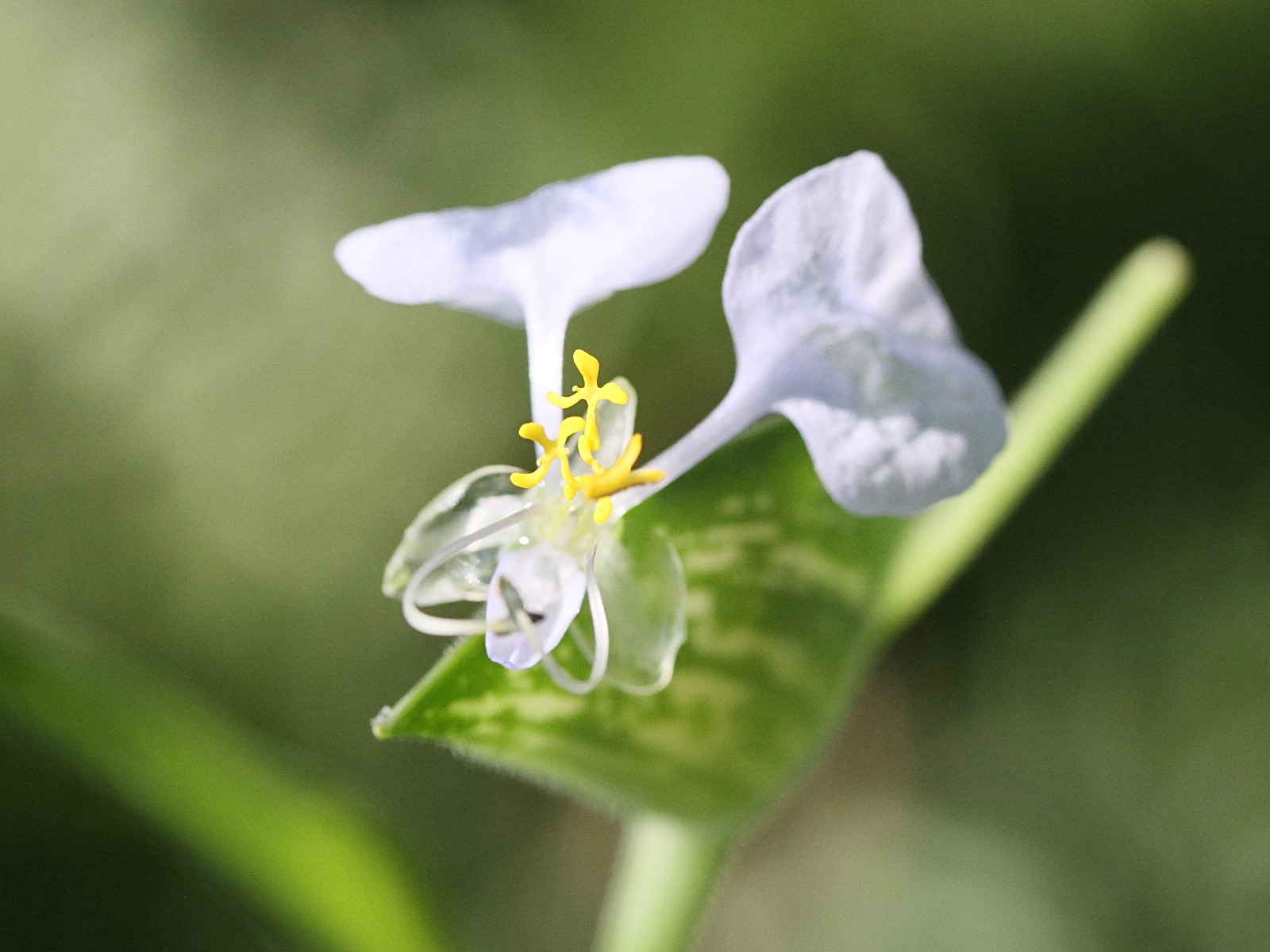 commelina_mascarenica3md