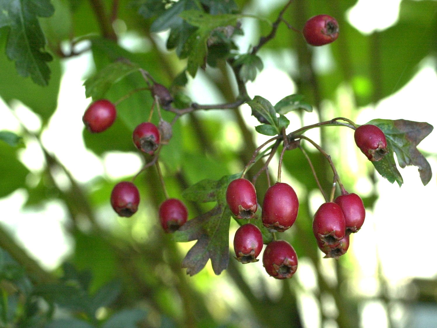 Crataegus_laevigata
