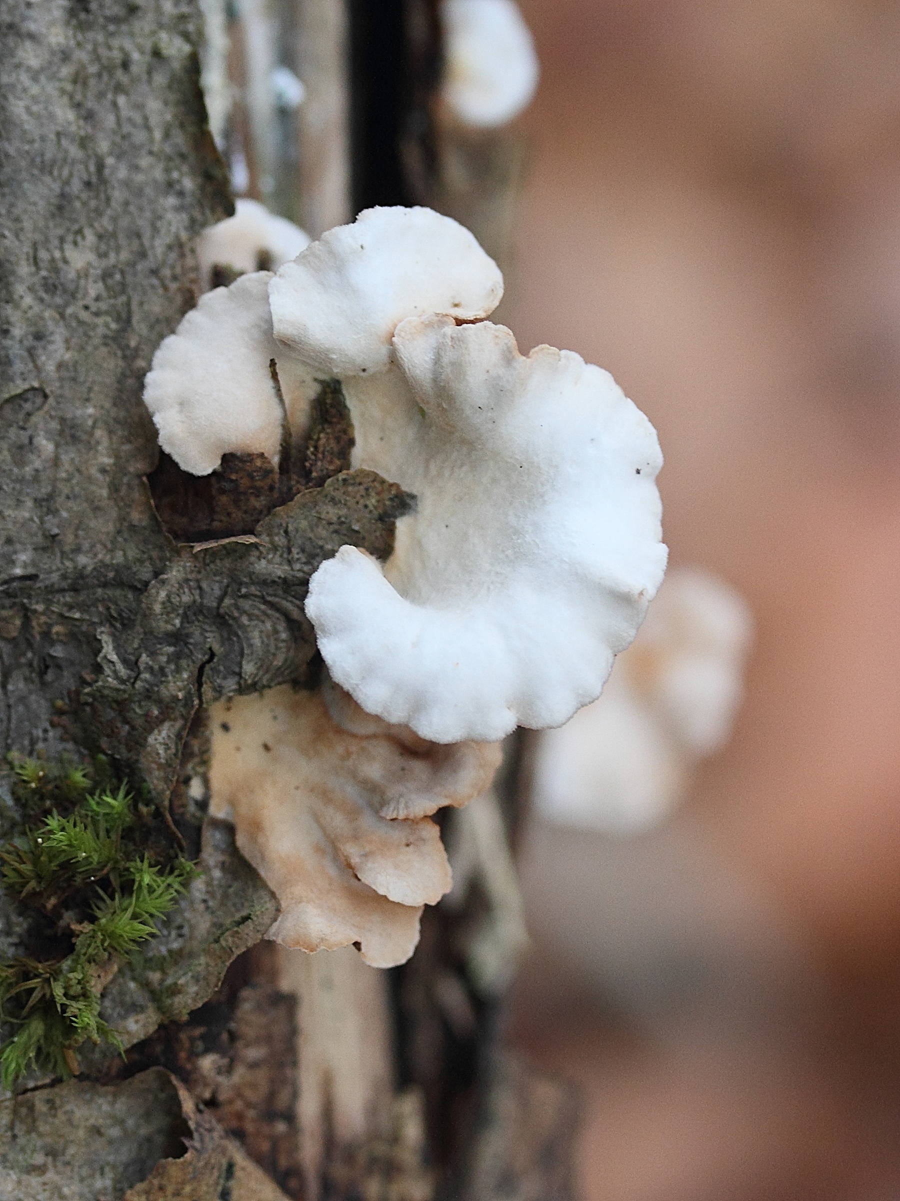 Afficher le média crepidotus_variabilis1md crepidotus_variabilis1md