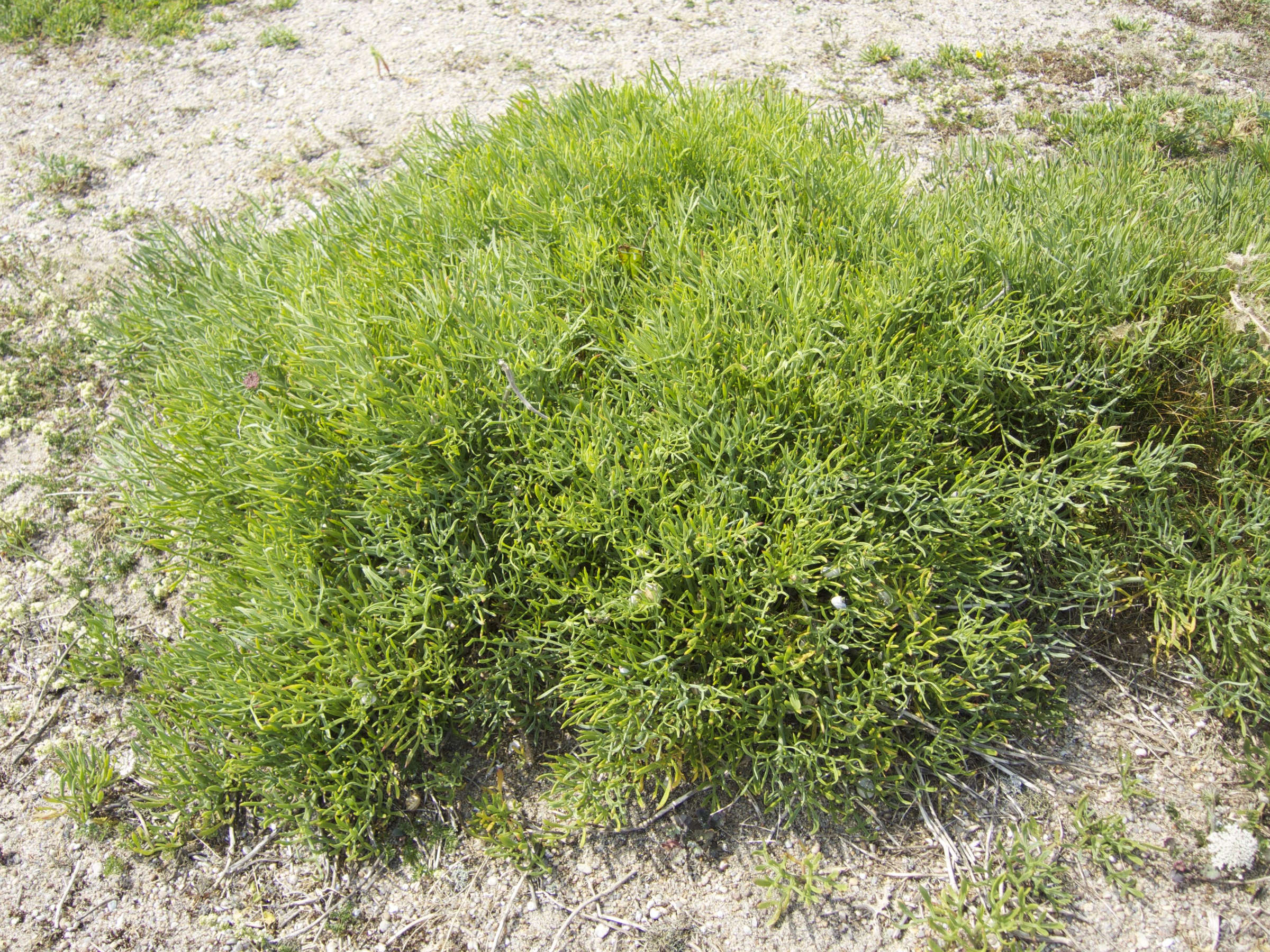 crithmum_maritimum1bmd