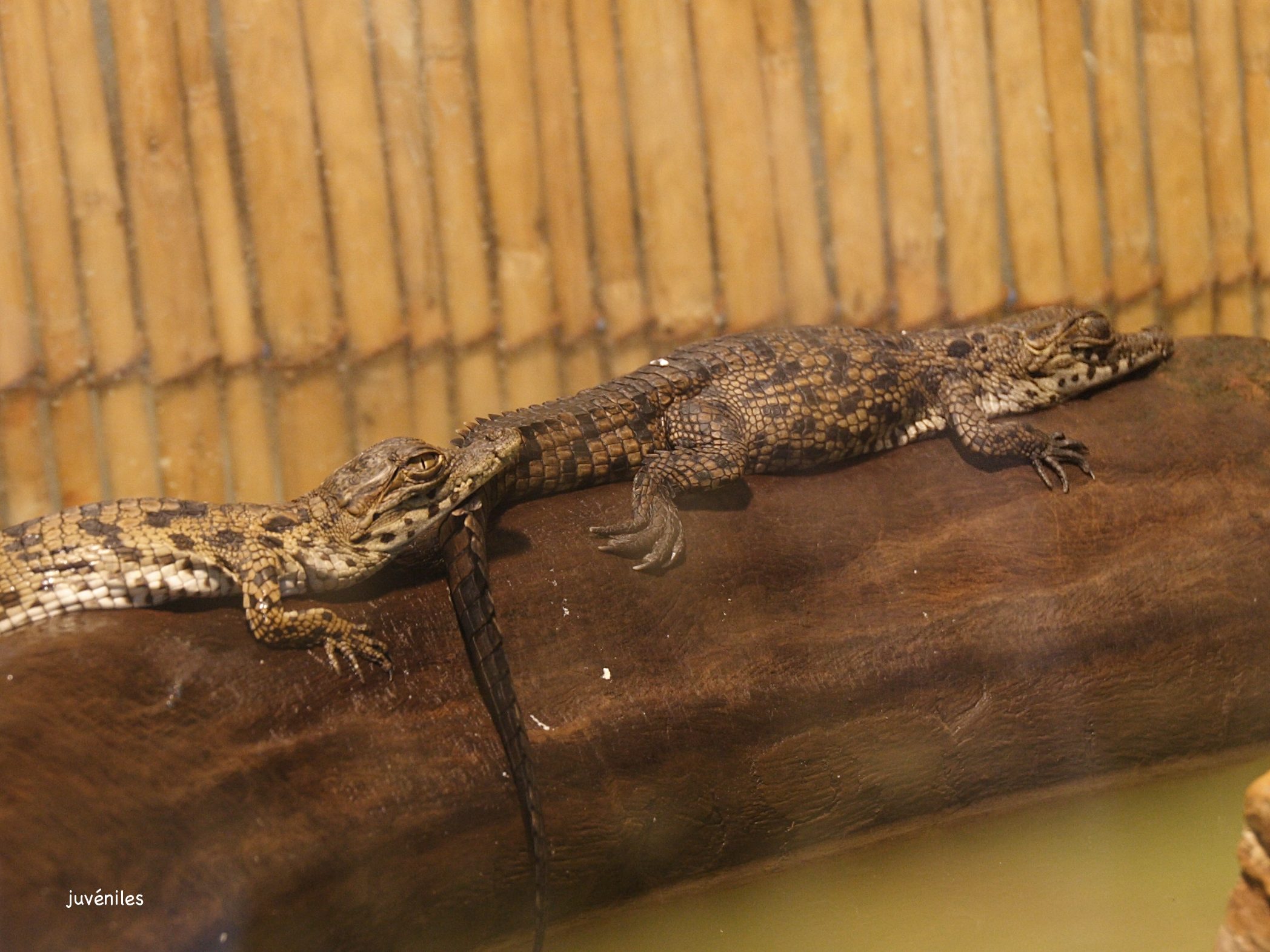 crocodylus_niloticus7bd