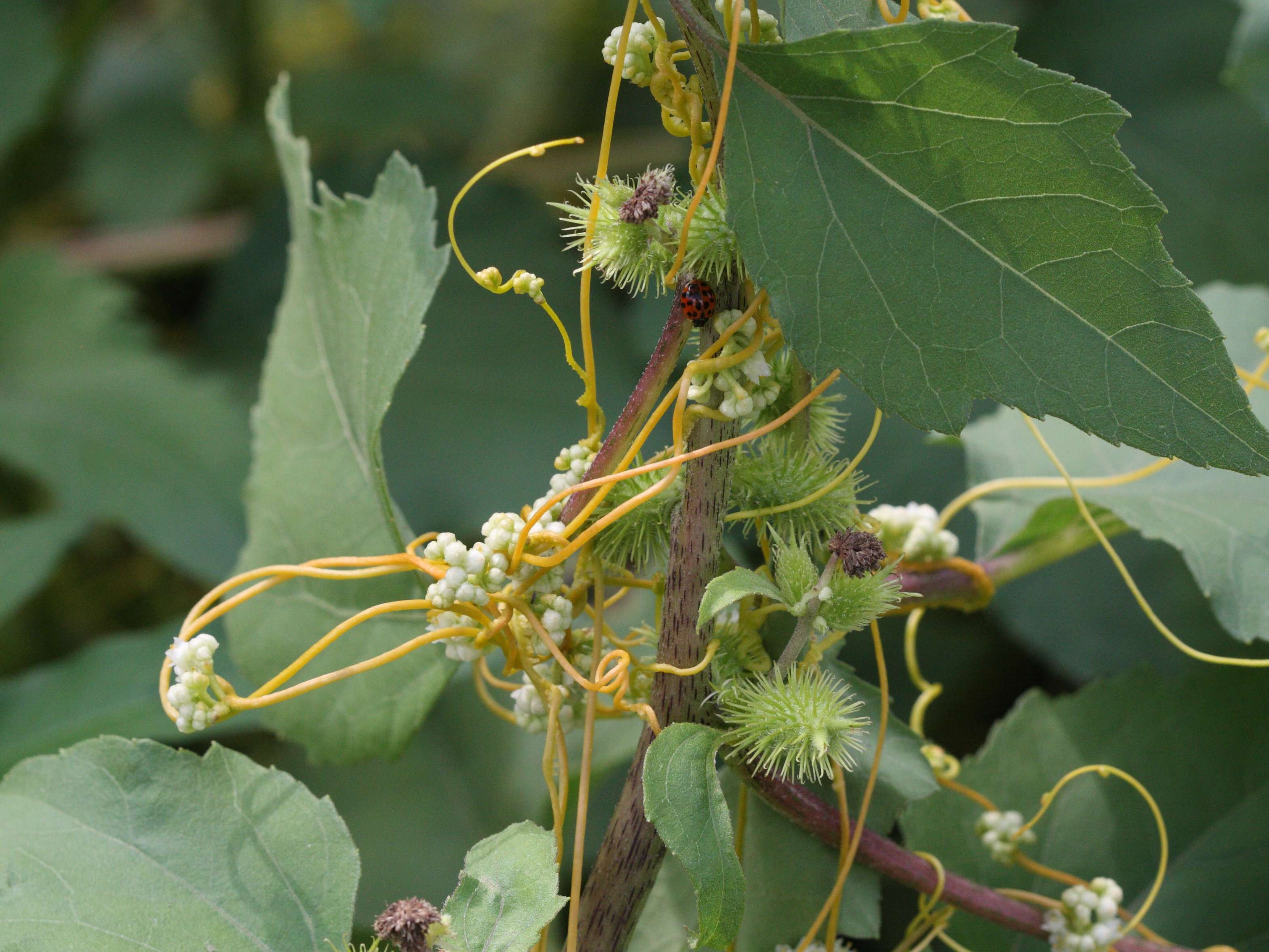 Afficher le média cuscuta_campestris2md cuscuta_campestris2md