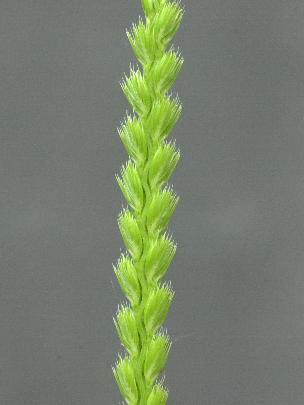 cynosurus_cristatus2md