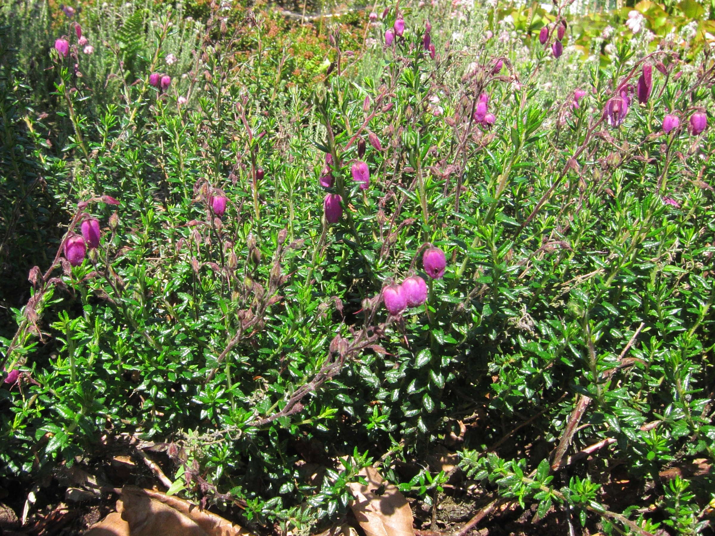 Afficher le média daboecia_cantabrica3bd daboecia_cantabrica3bd