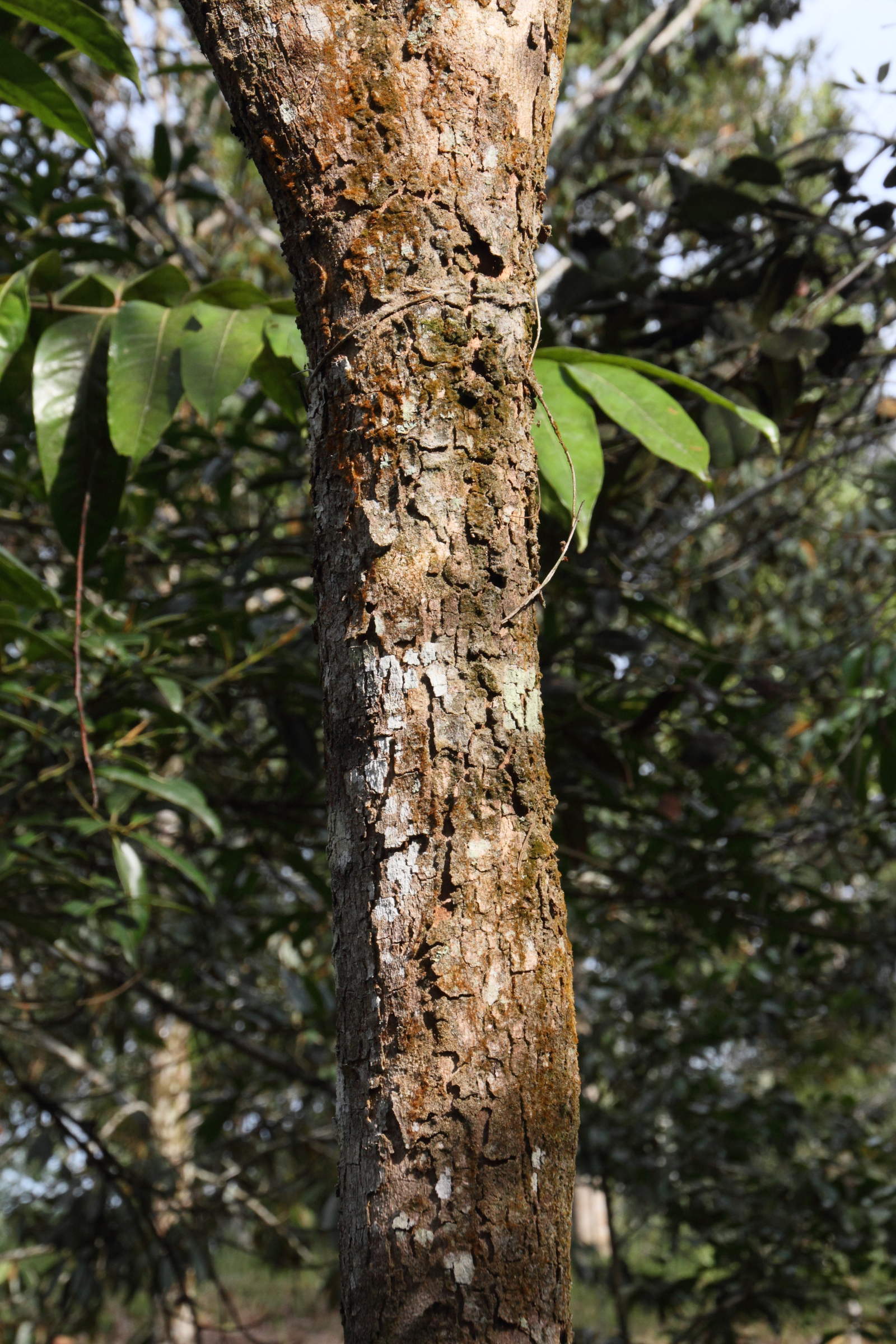 dalbergia_monticola2md