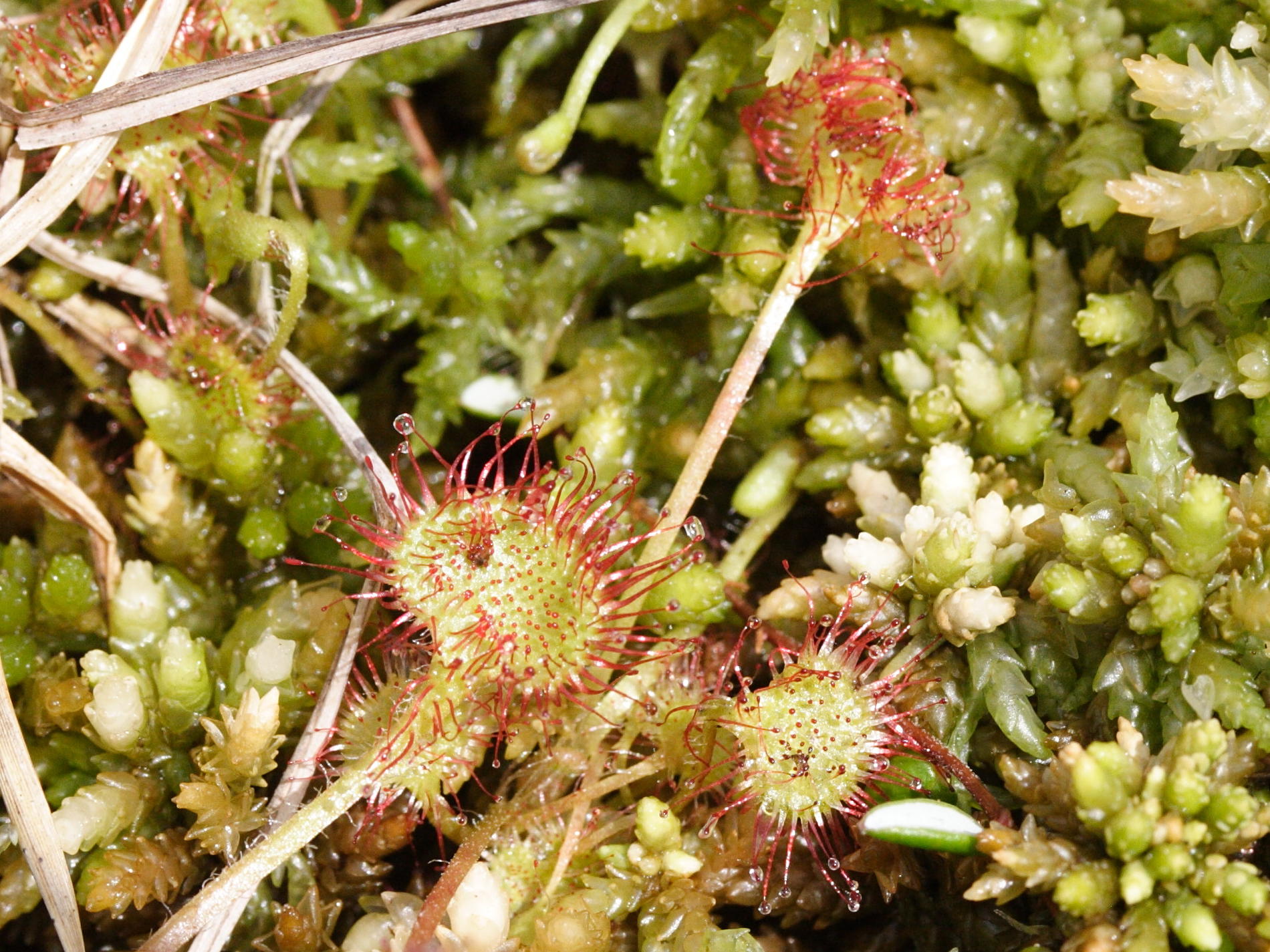 drosera_rotundifolia2md