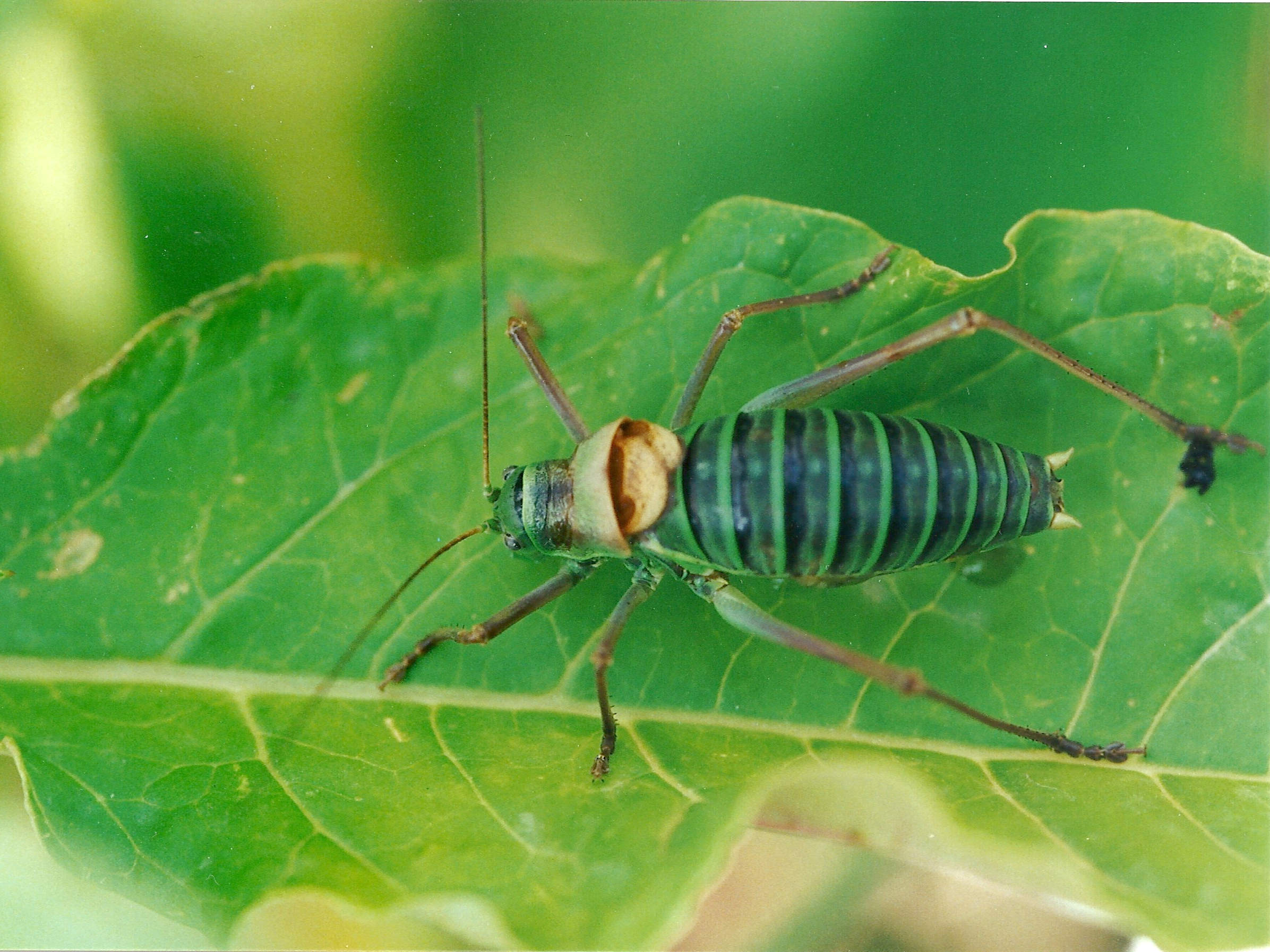 Afficher le média ephippiger_ephippiger1md ephippiger_ephippiger1md