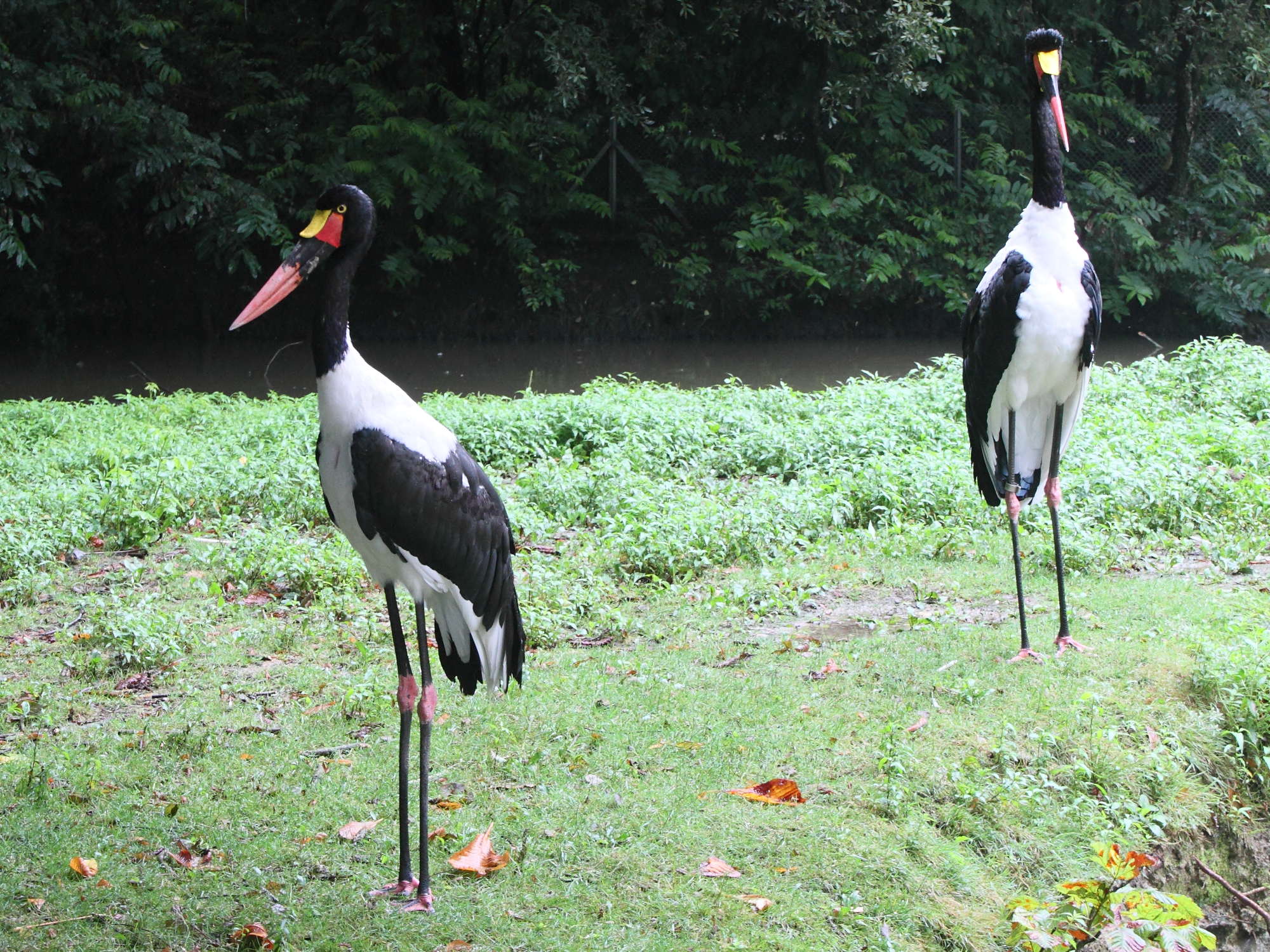 Ephippiorhynchus_senegalensis