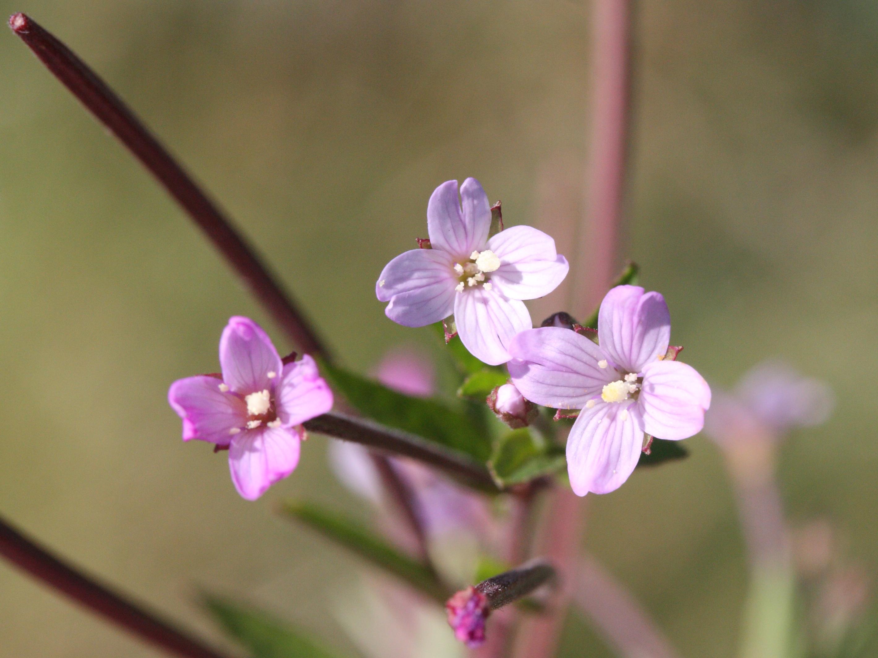 epilobium_roseum2md