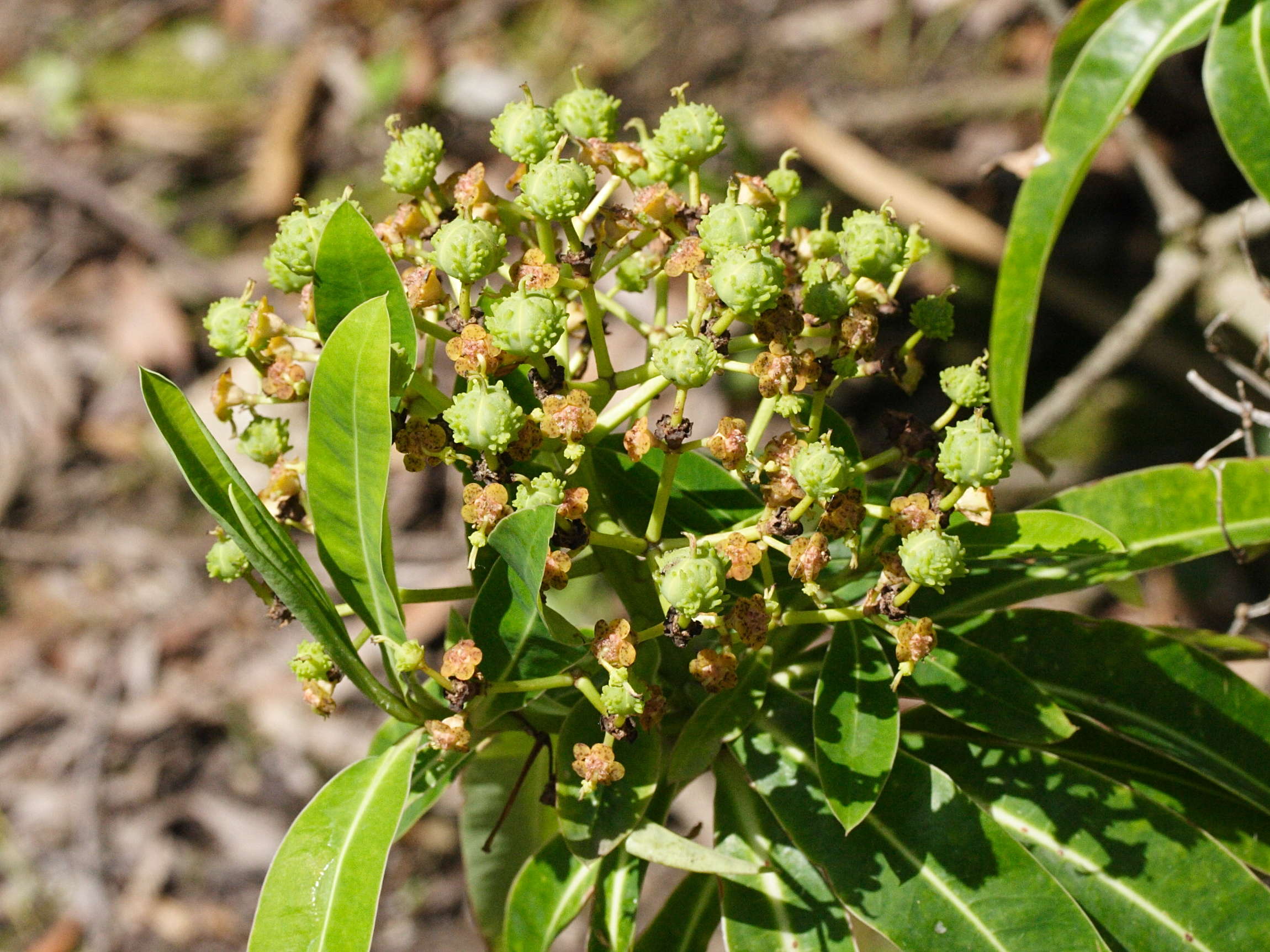 Afficher le média euphorbia_mellifera3md euphorbia_mellifera3md