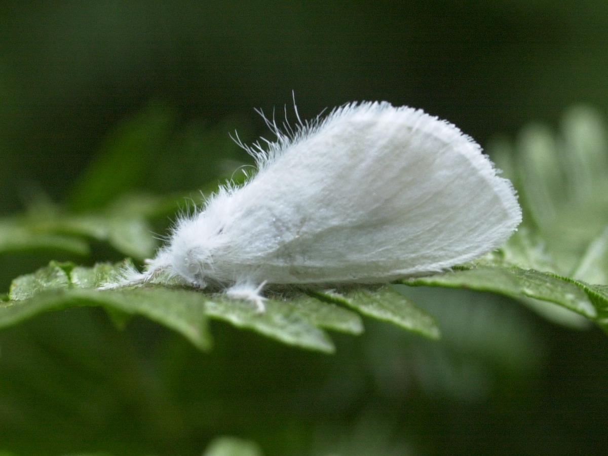 euproctis_similis3md