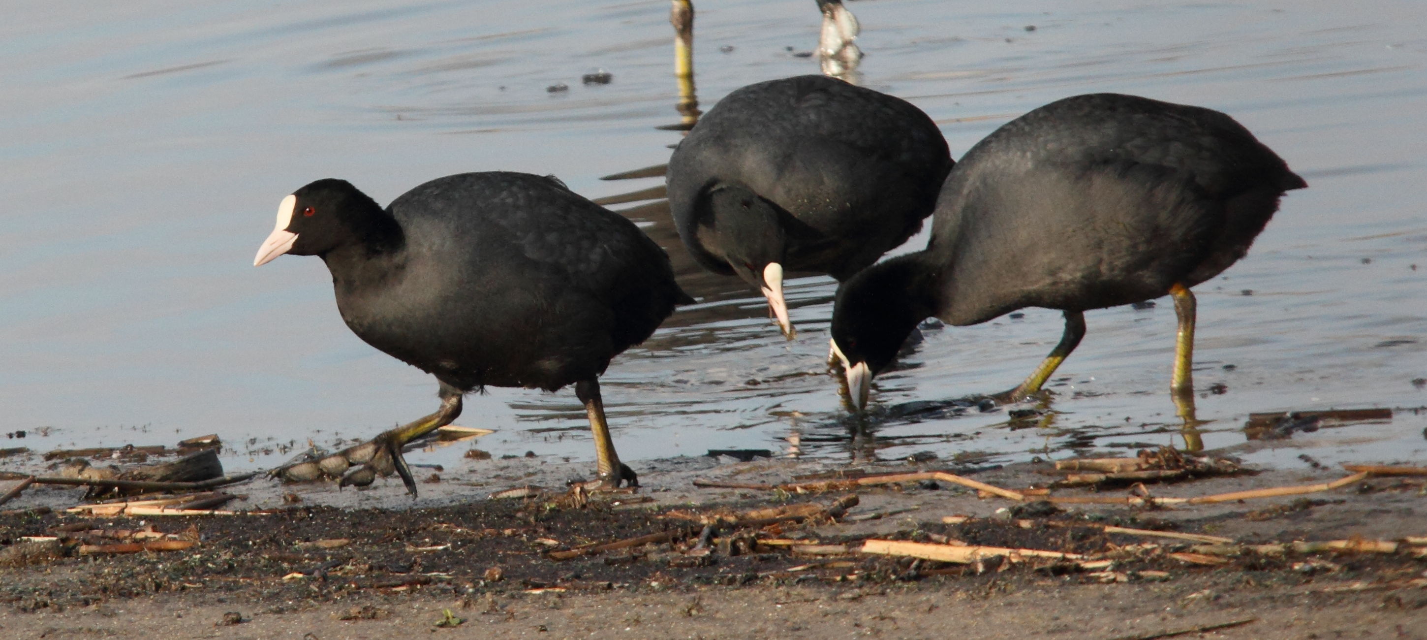 foulque_macroule_-_fulica_atra13md