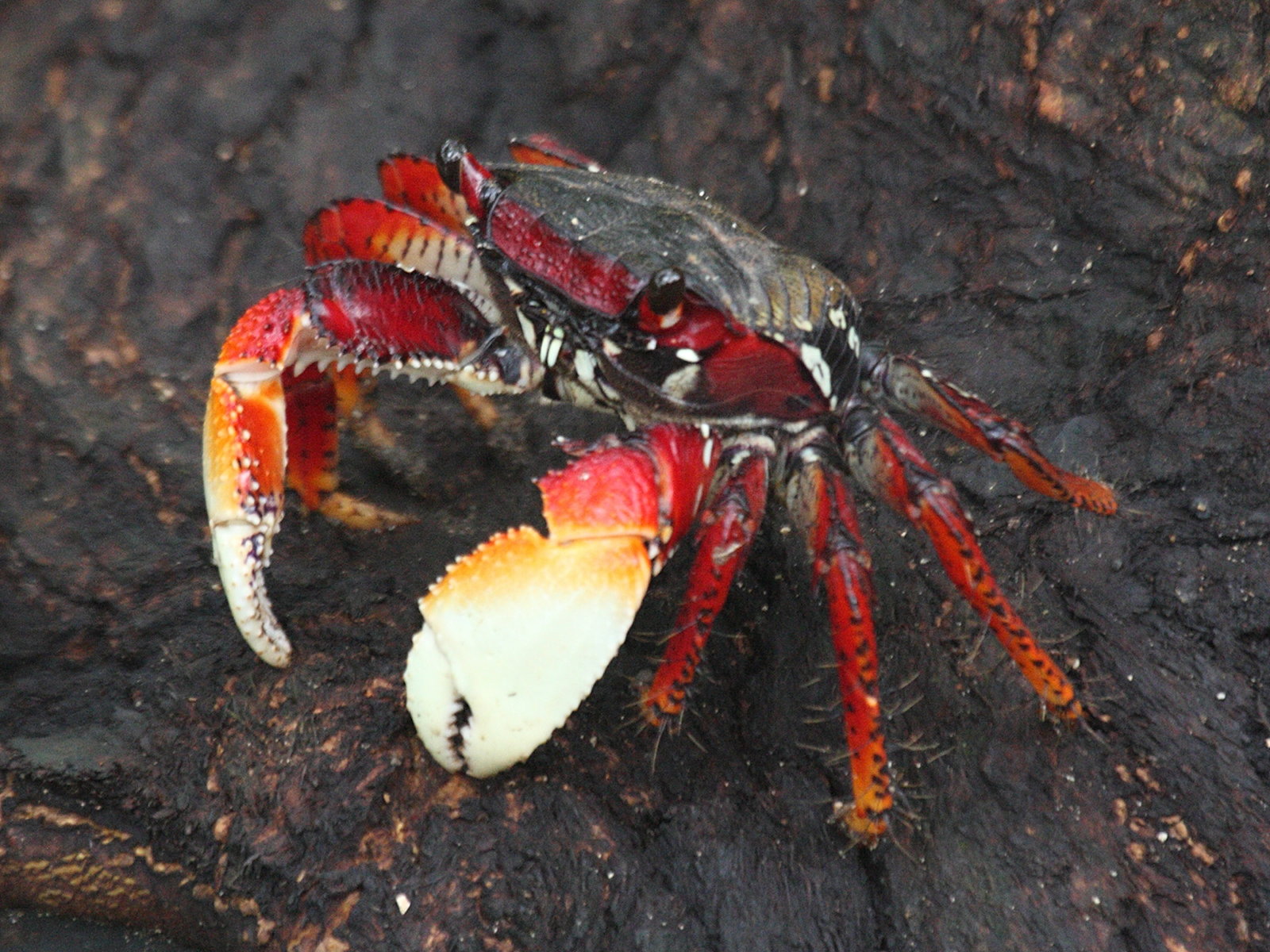 Afficher le média goniopsis_cruentata1bd goniopsis_cruentata1bd