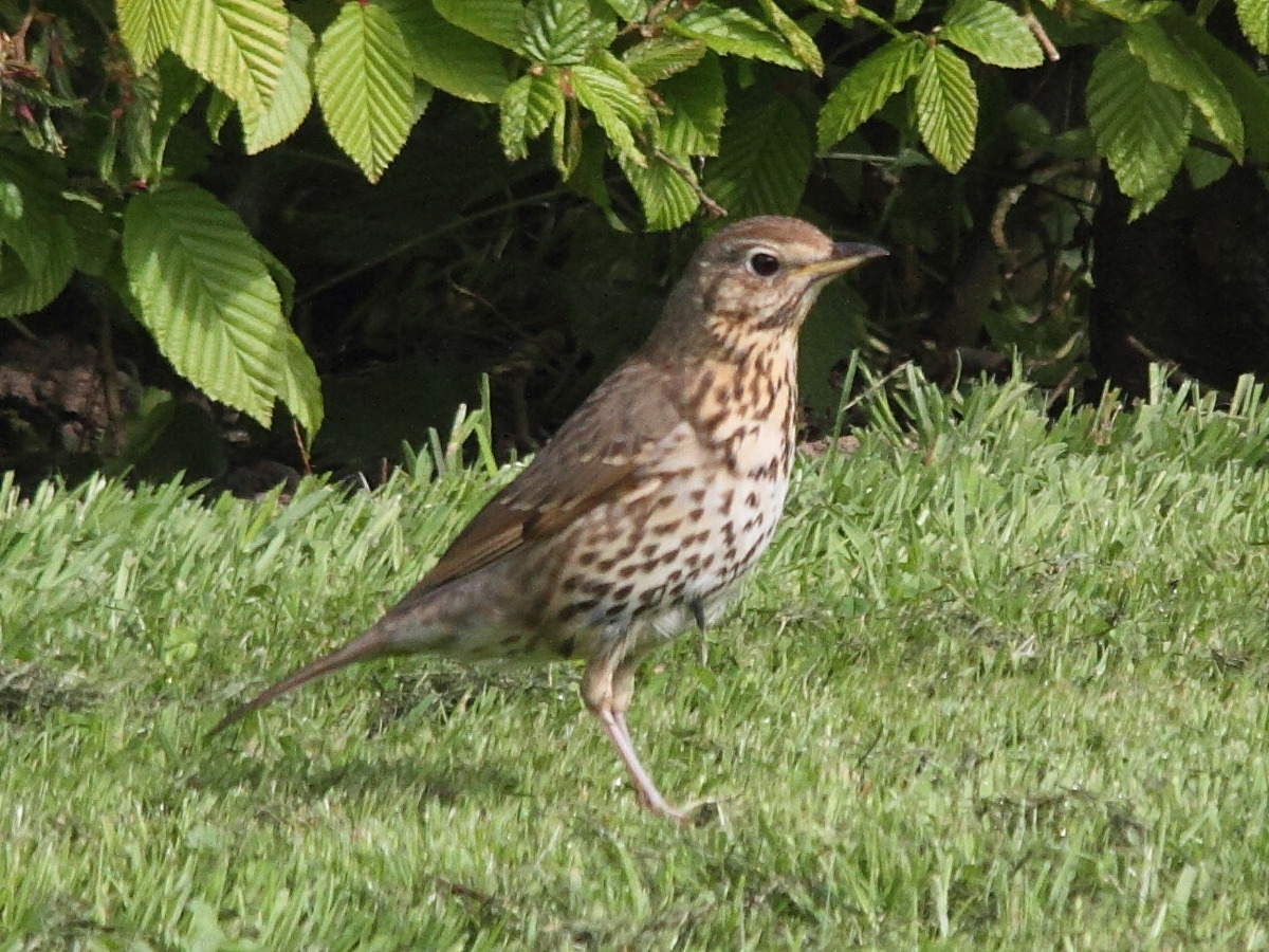 grive_musicienne_-_turdus_philomelos6md