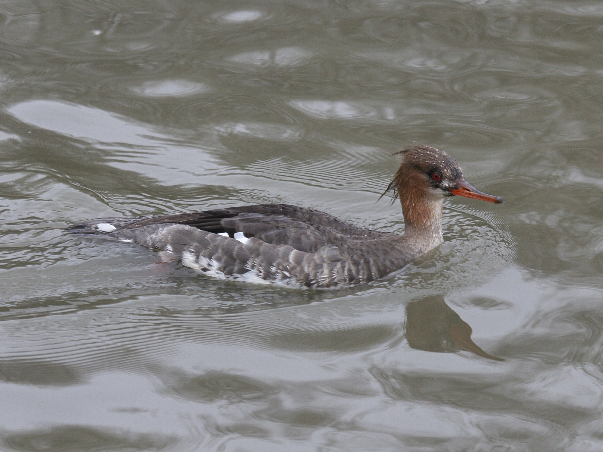 harle_huppe_-_mergus_serrator2md