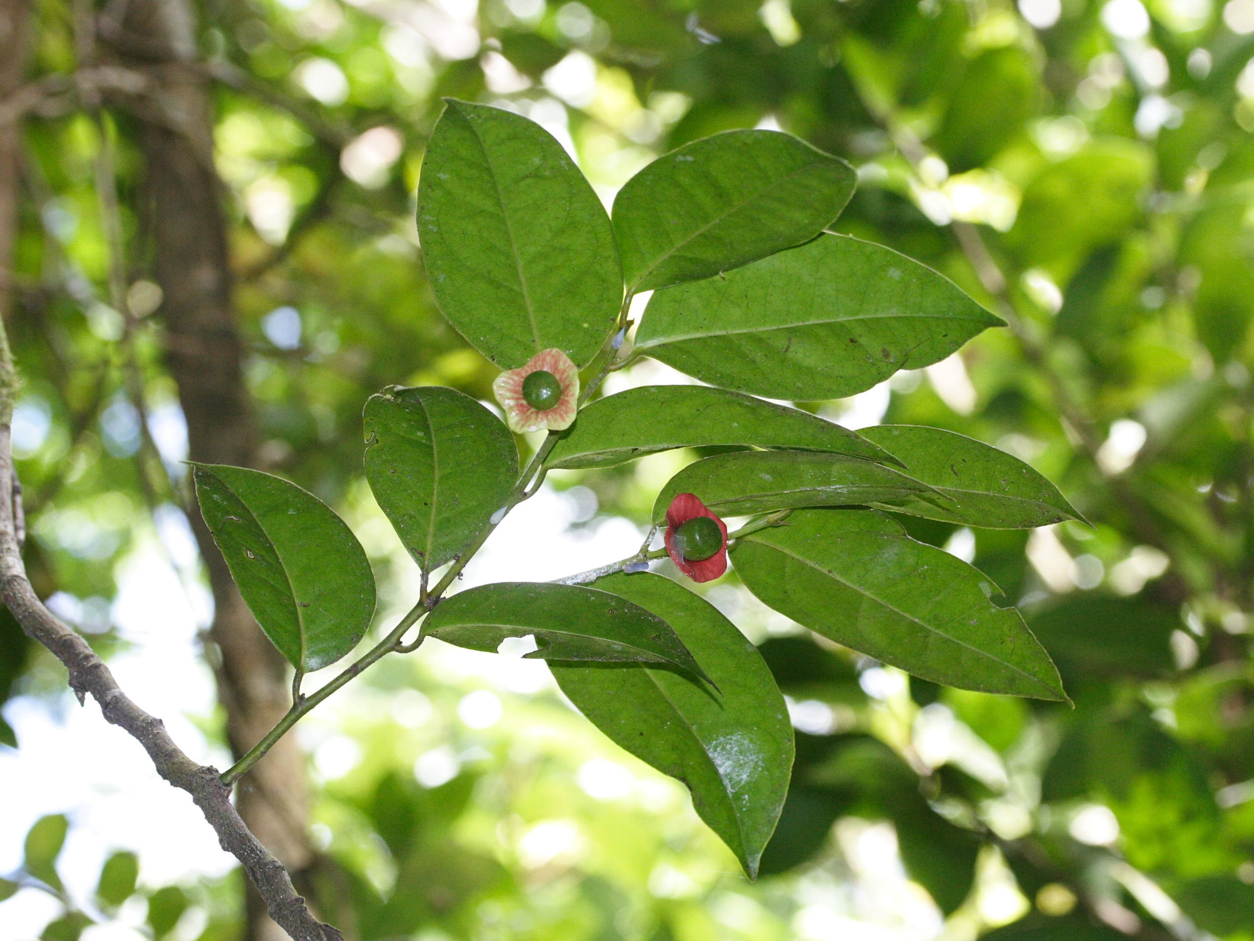 heisteria_coccinea4md