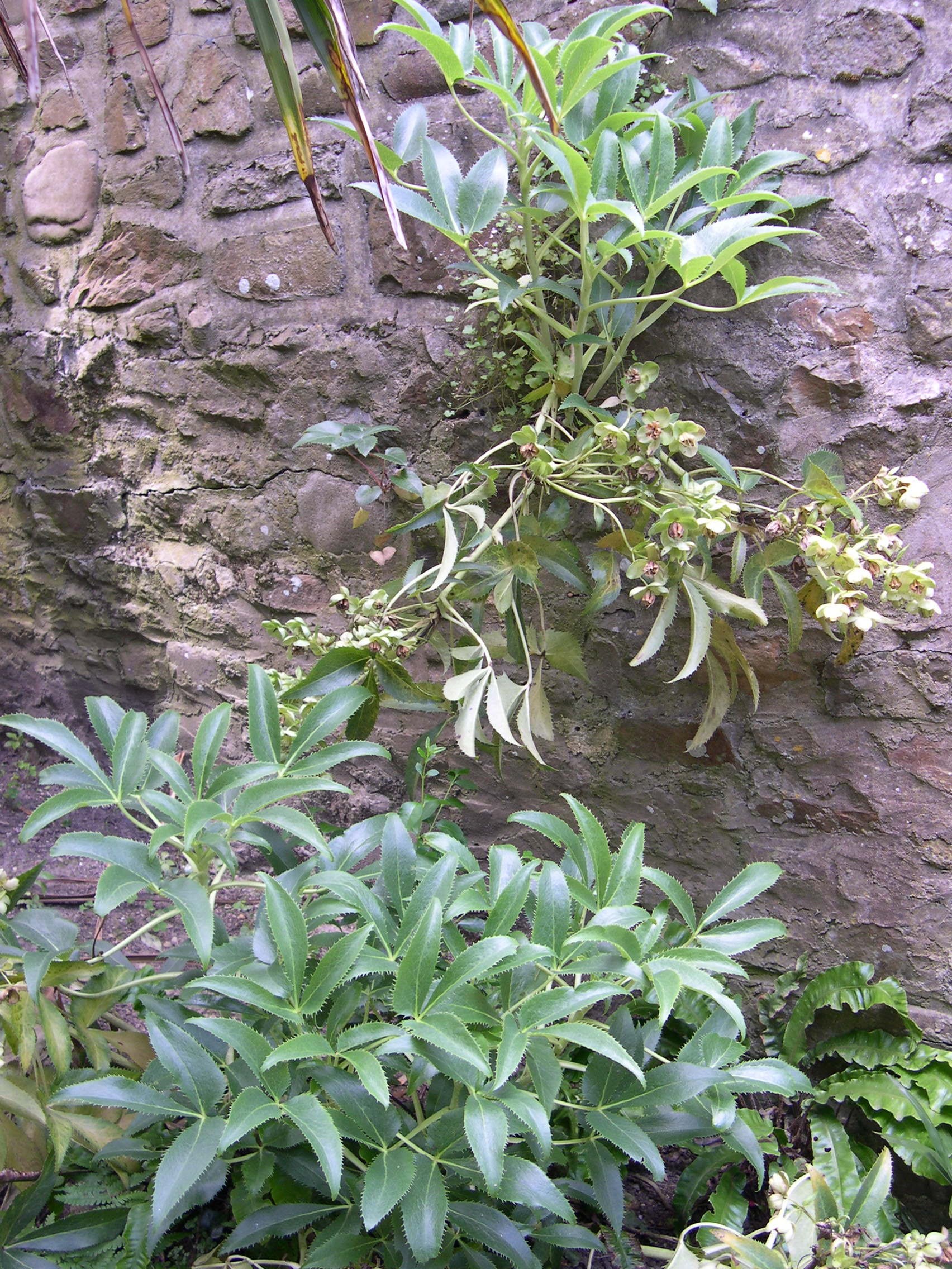 Afficher le média helleborus_lividus_corsicus1md helleborus_lividus_corsicus1md