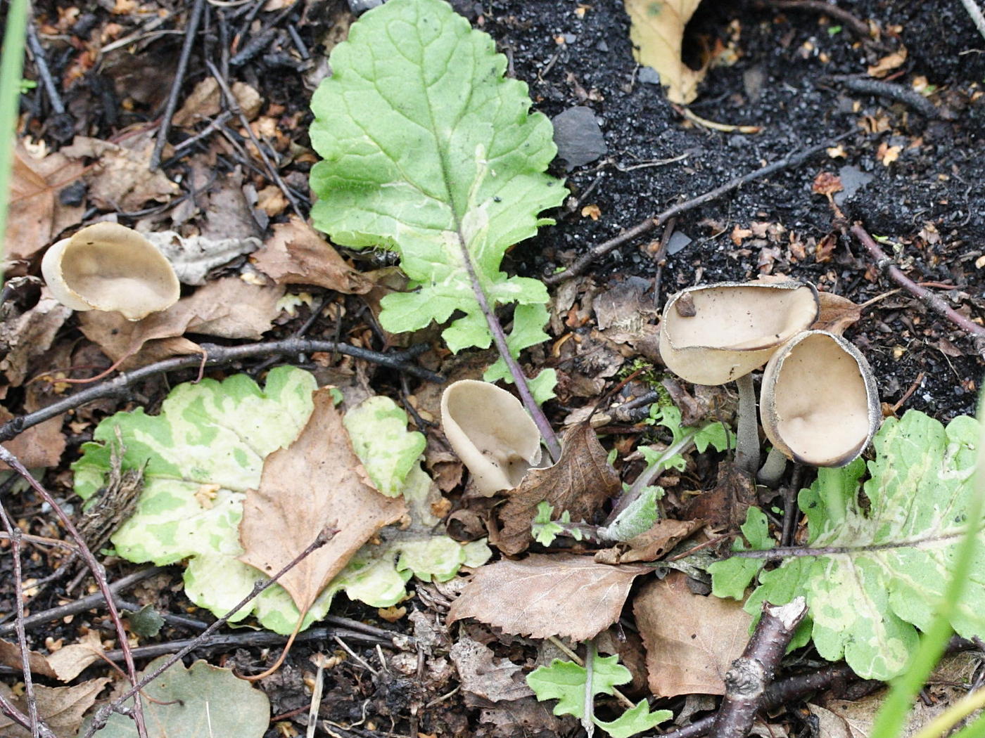 helvella_macropus2md