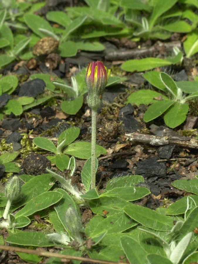 hieracium_pilosella2md