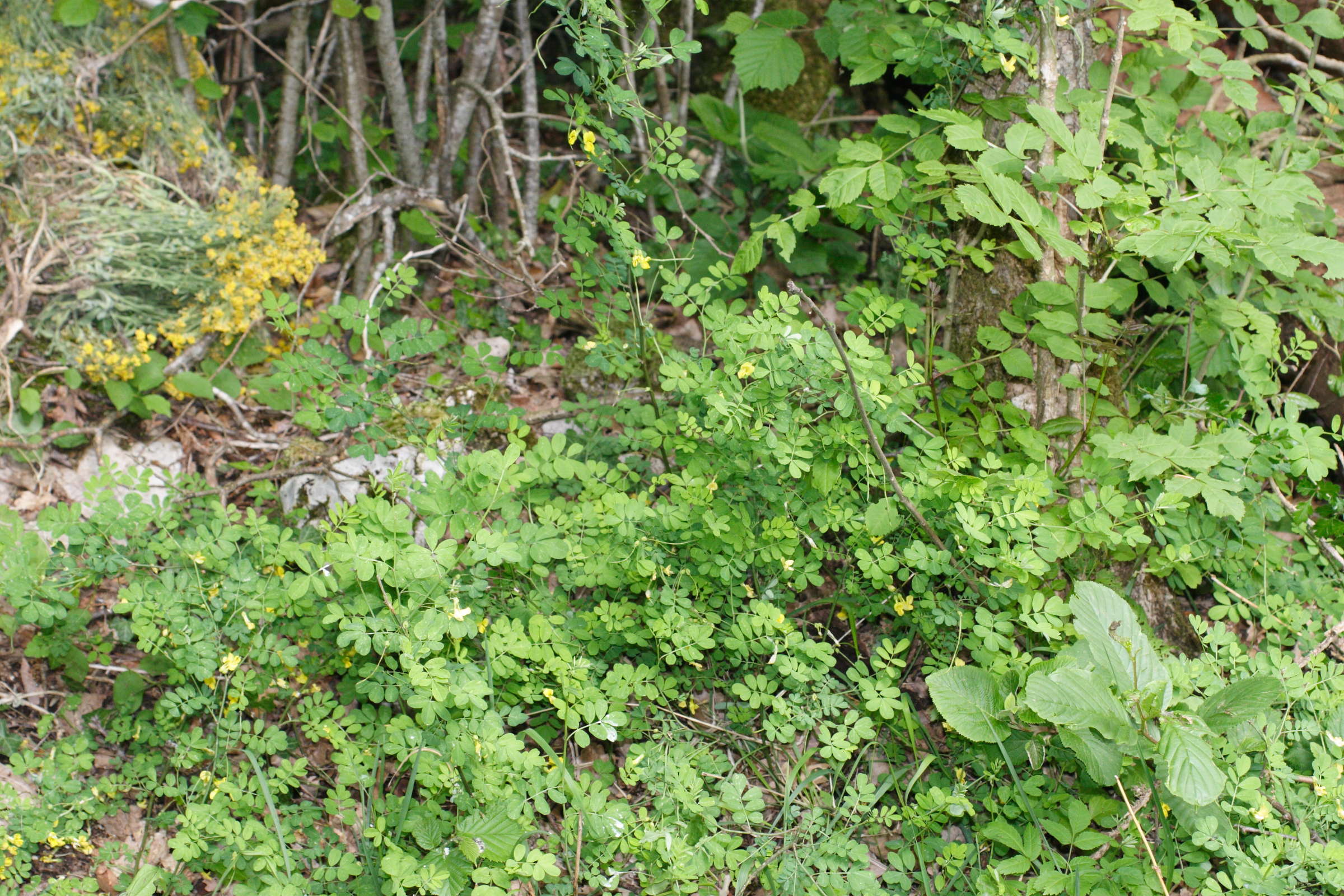 hippocrepis_emerus1bmd