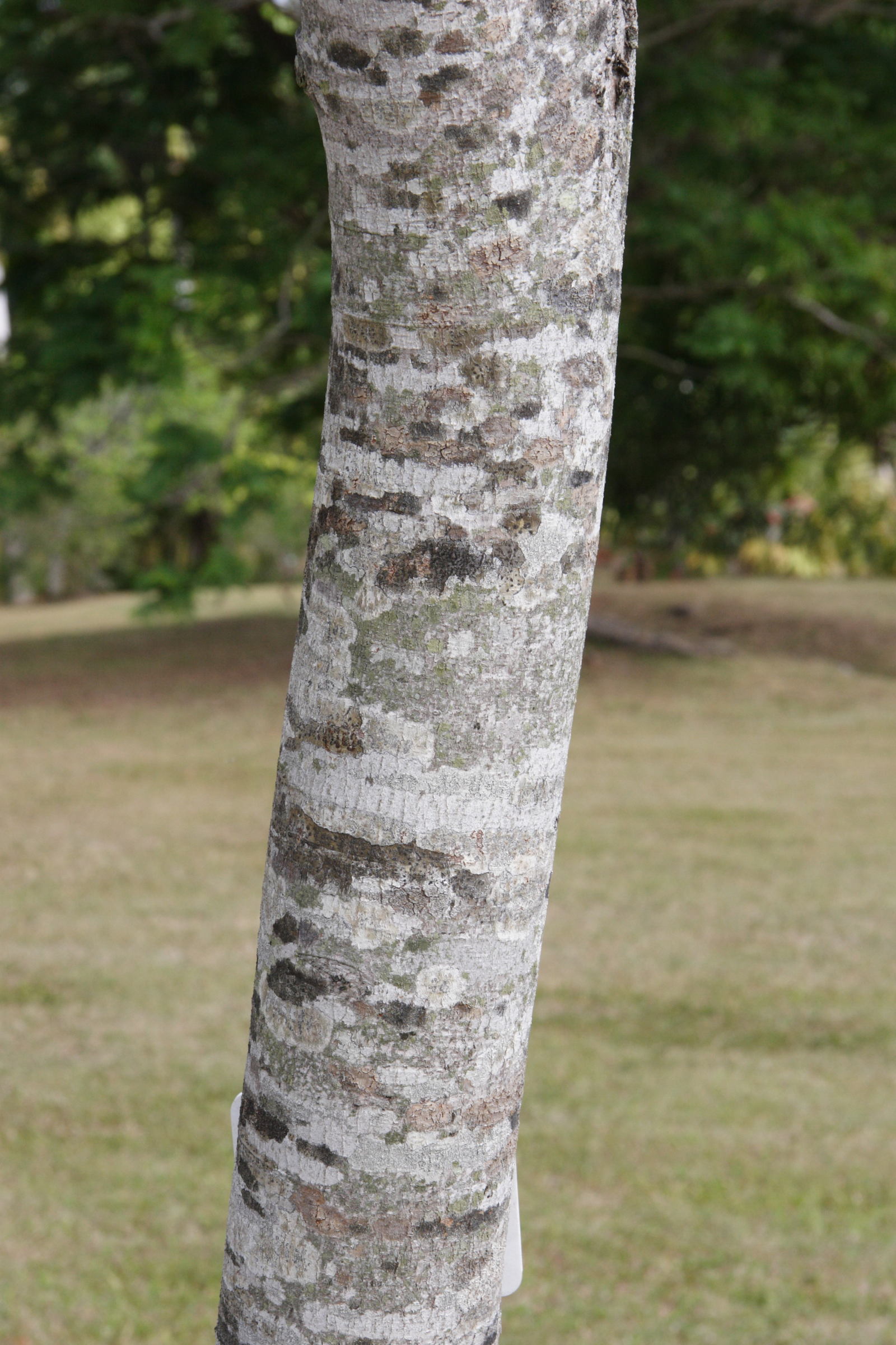 hymenaea_courbaril3md