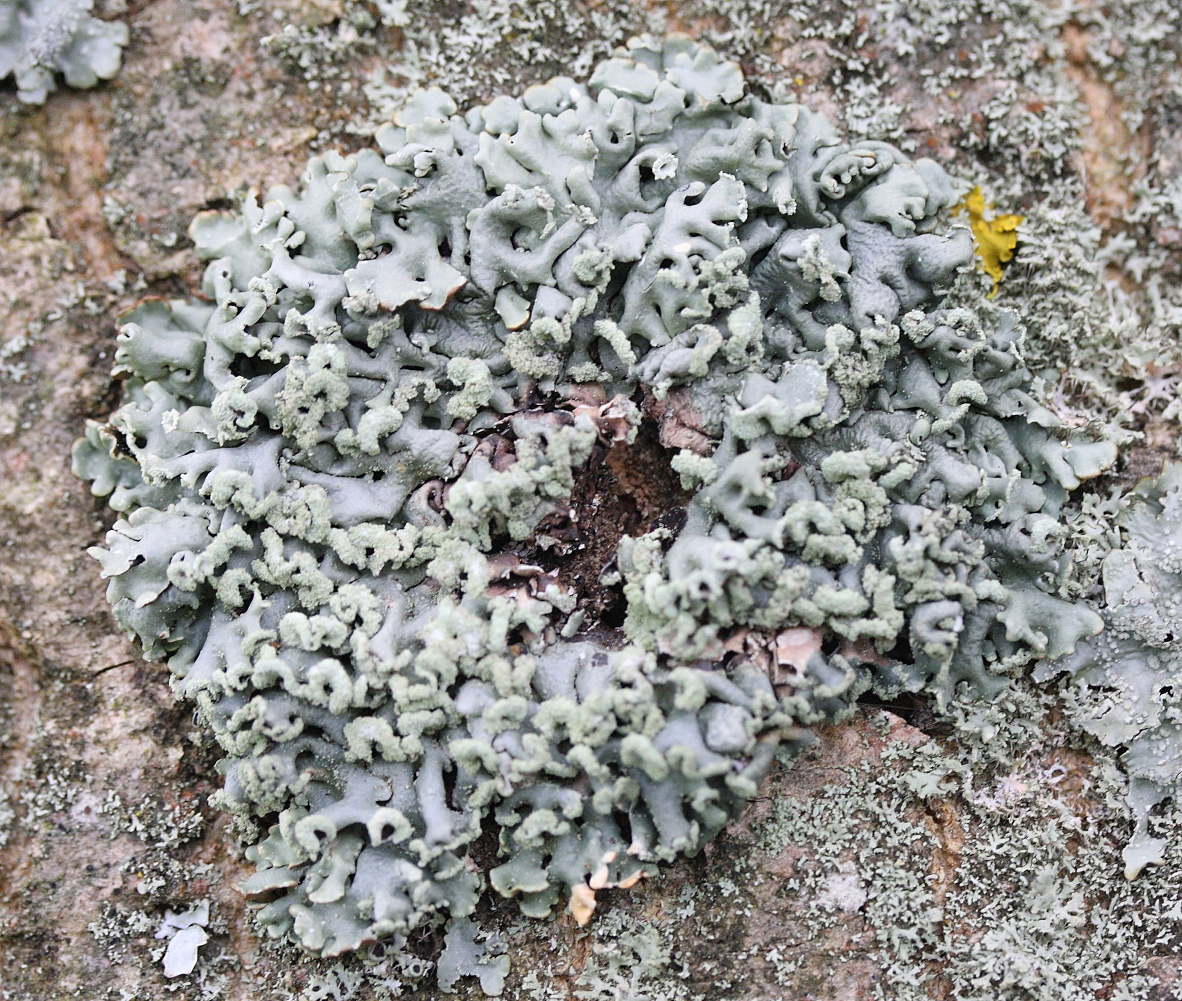 hypogymnia_physodes4md