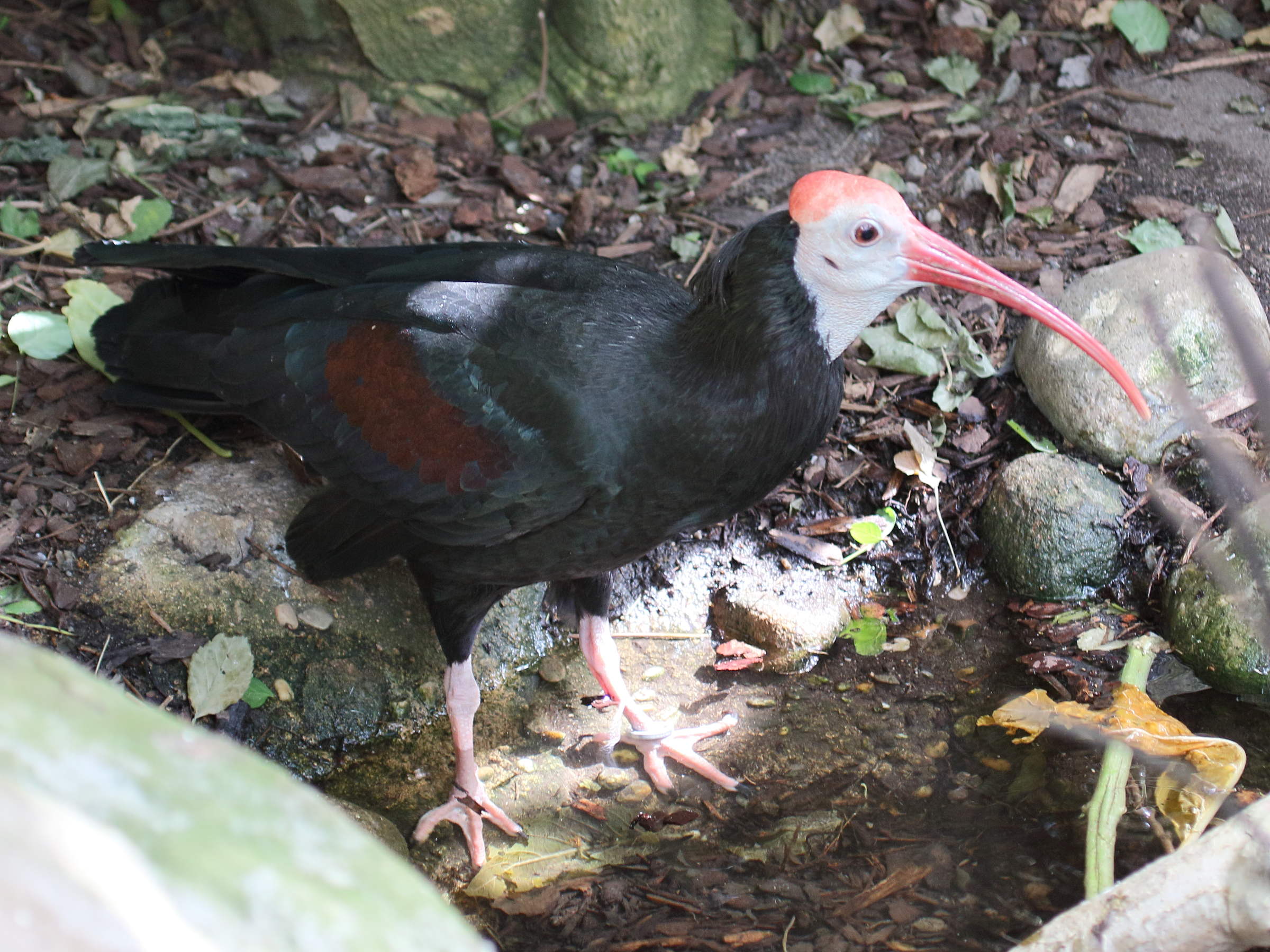 ibis_du_cap_-_geronticus_calvus1bd