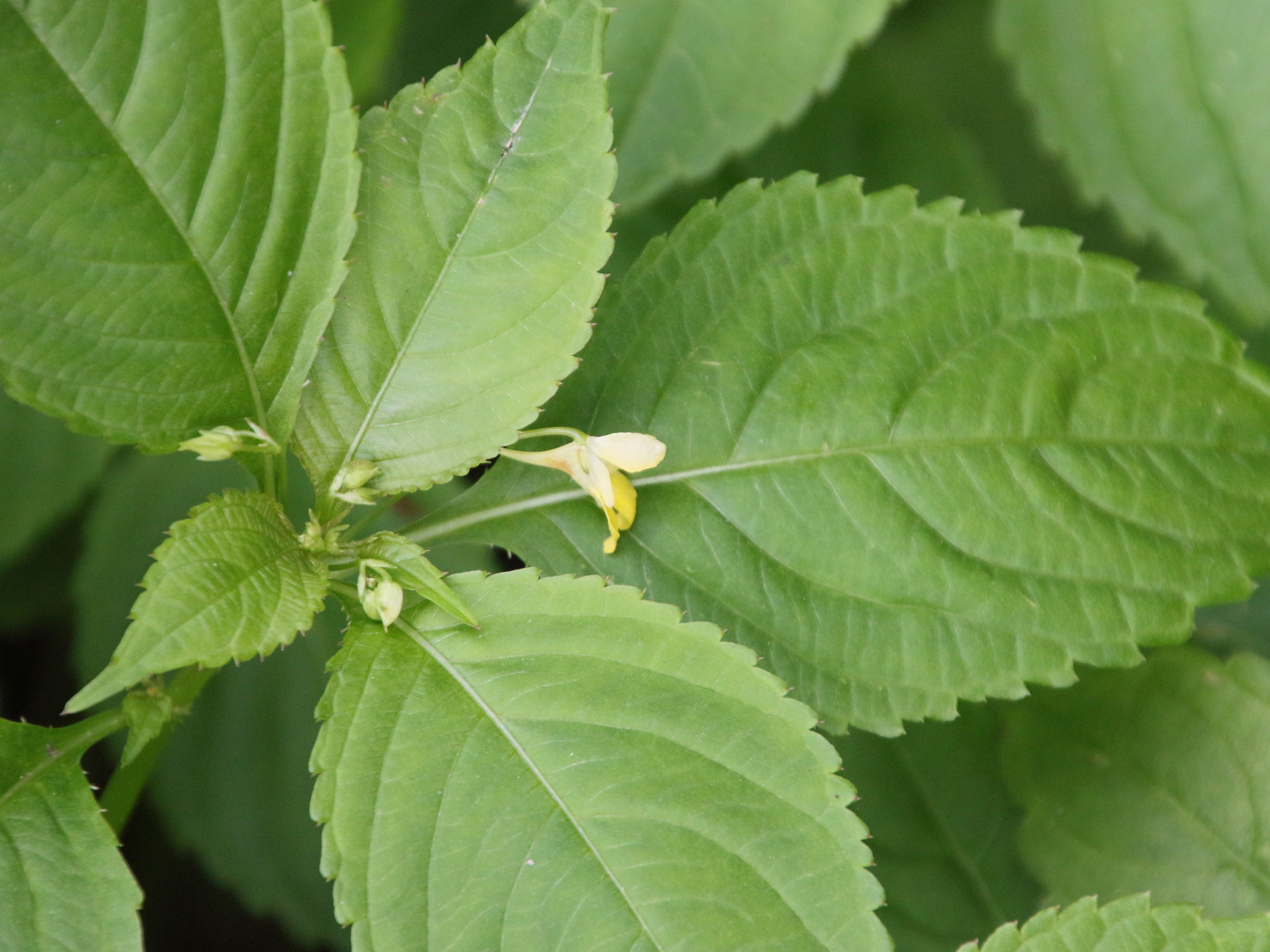 impatiens_parviflora5bd