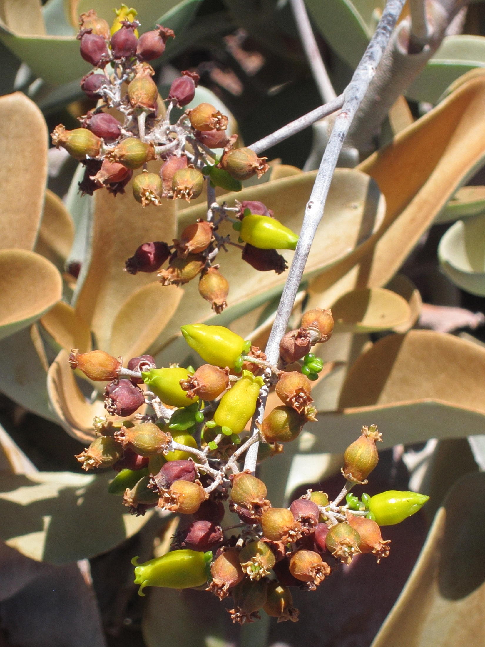 kalanchoe_orgyalis4bd